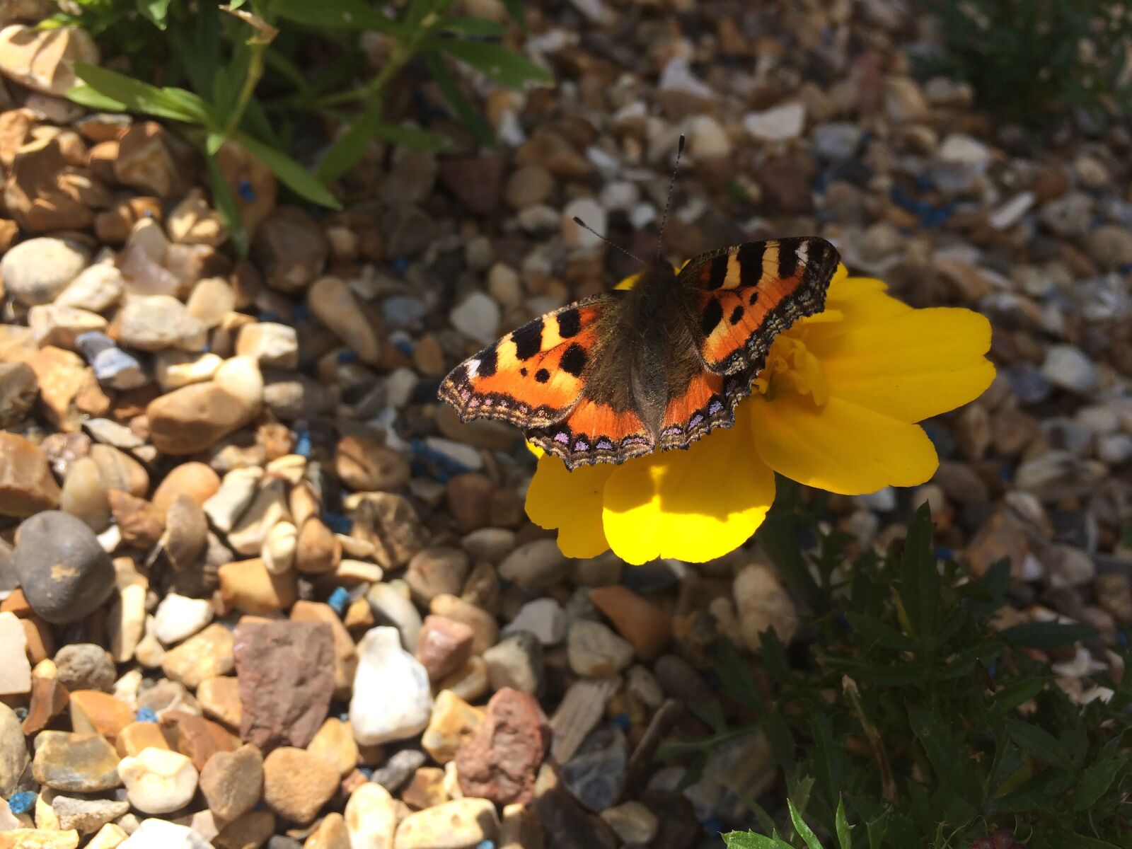iPhone 5s back camera 4.15mm f/2.2 sample photo. Beautiful, butterfly, garden photography