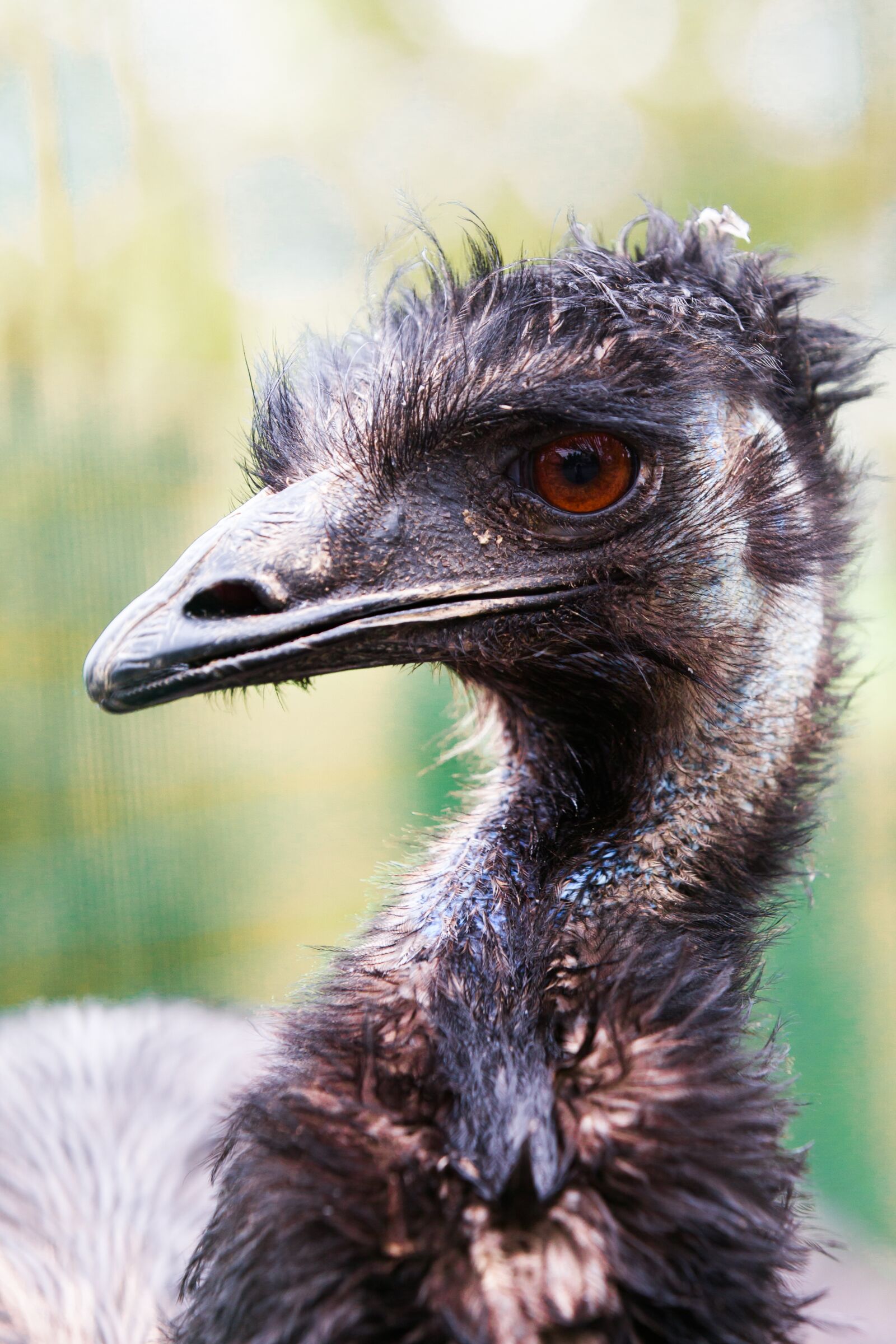 Canon EOS 5D Mark II sample photo. Flightless bird, emu, bill photography