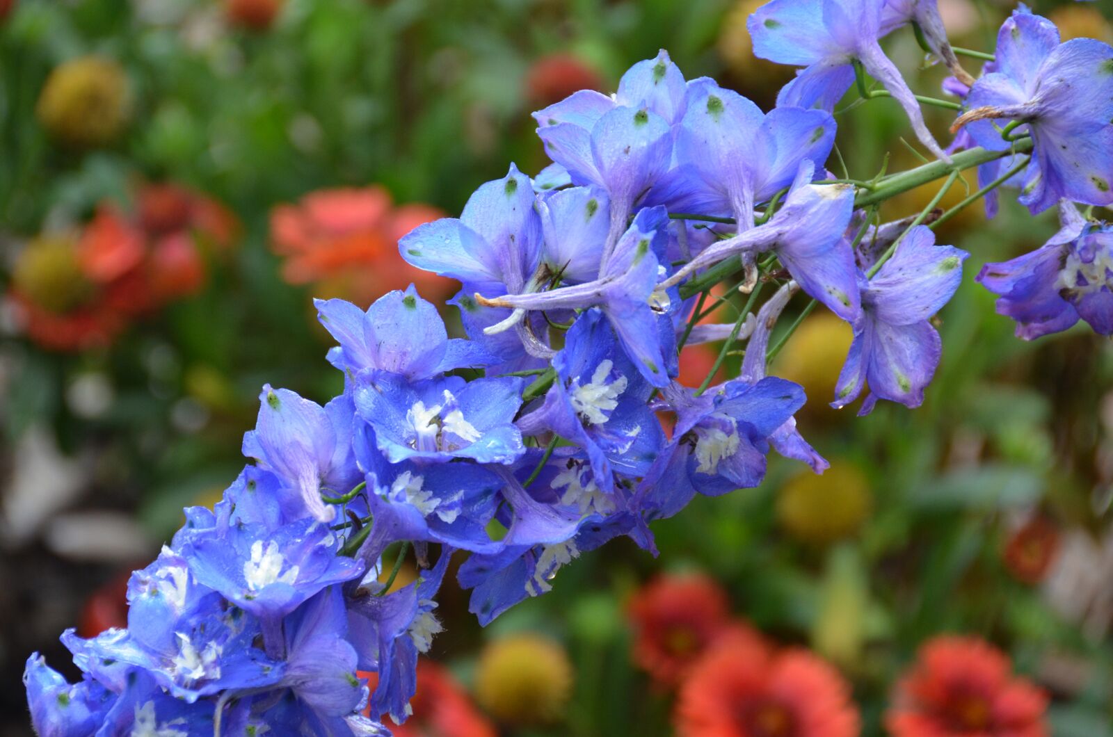 Nikon D7000 sample photo. Flower, natural, blossom photography