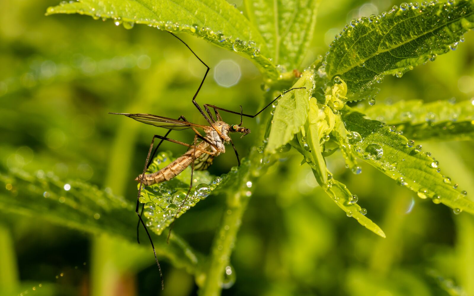Canon EOS 750D (EOS Rebel T6i / EOS Kiss X8i) sample photo. Schnake, schneider, insect photography