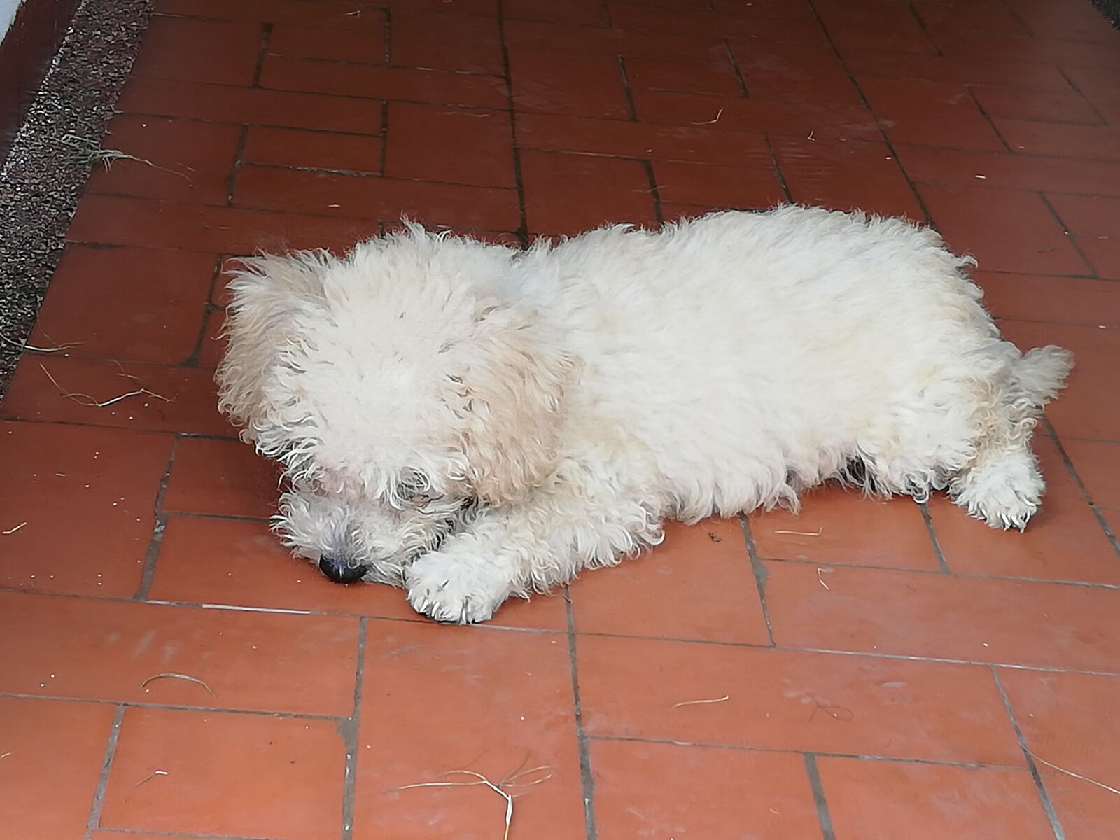HUAWEI P20 lite sample photo. Dog, pretty, cachorro photography