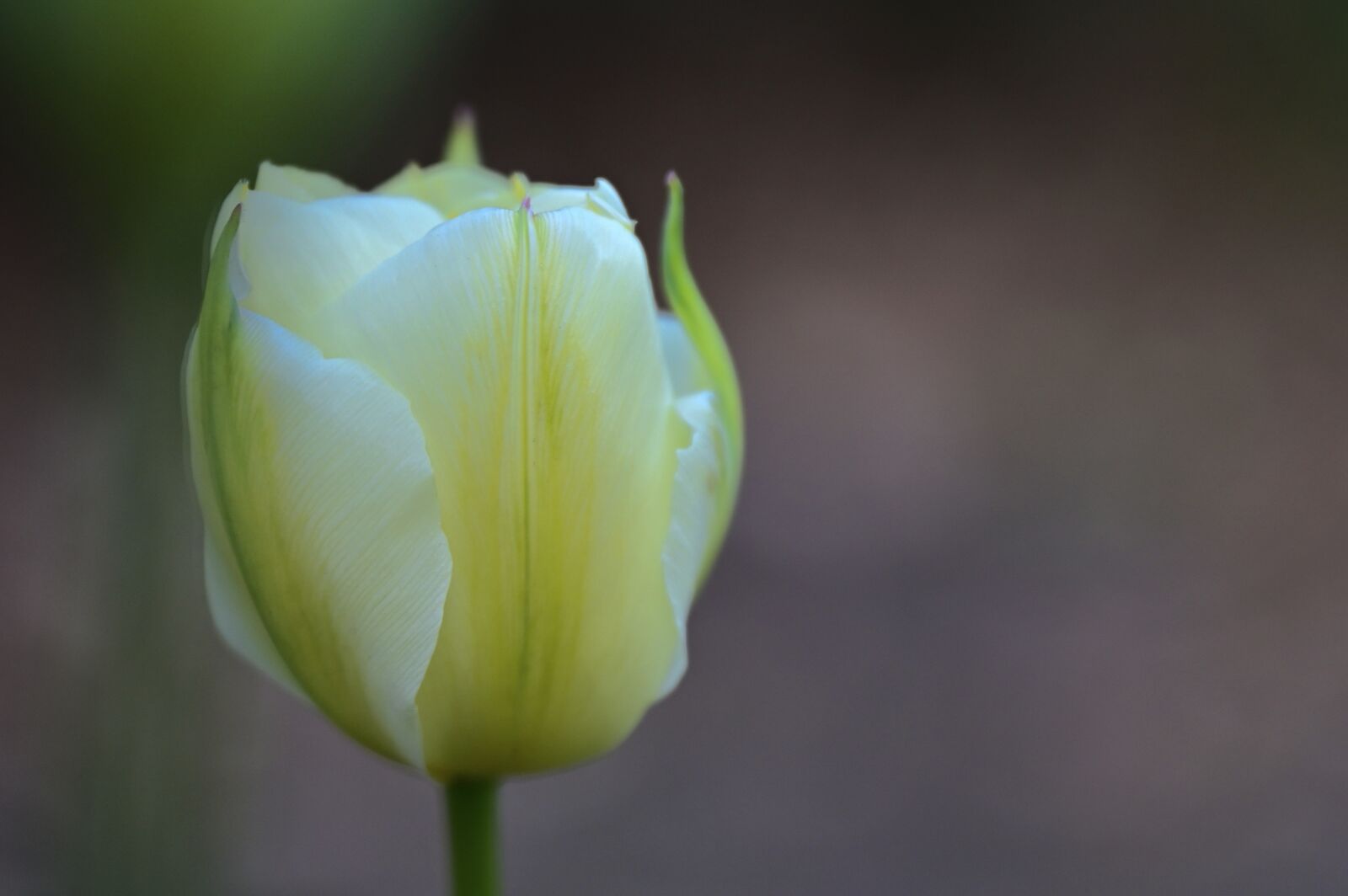 Nikon Nikkor Z 24-70mm F2.8 S sample photo. Tulip, white, spring photography