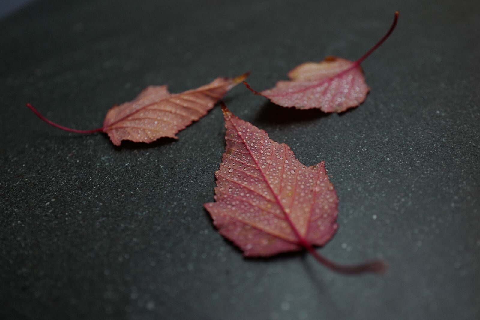 Leica Q (Typ 116) sample photo. Leaves photography