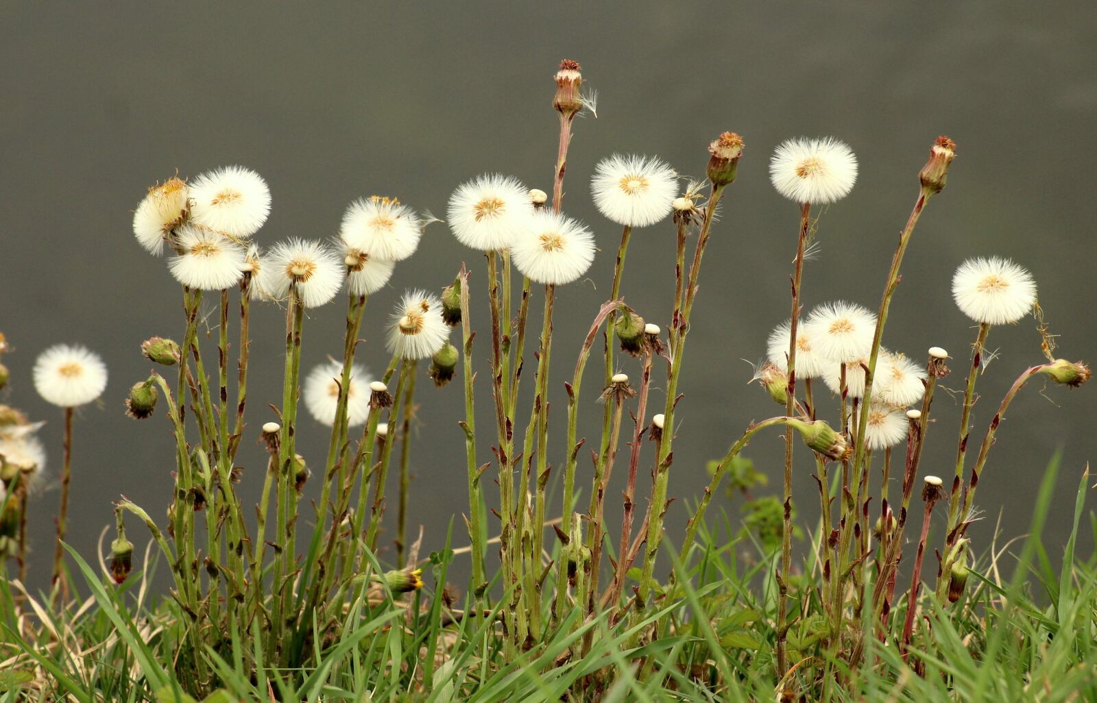 Canon EOS 1200D (EOS Rebel T5 / EOS Kiss X70 / EOS Hi) sample photo. Nuns, sonchus oleraceus, dandelions photography