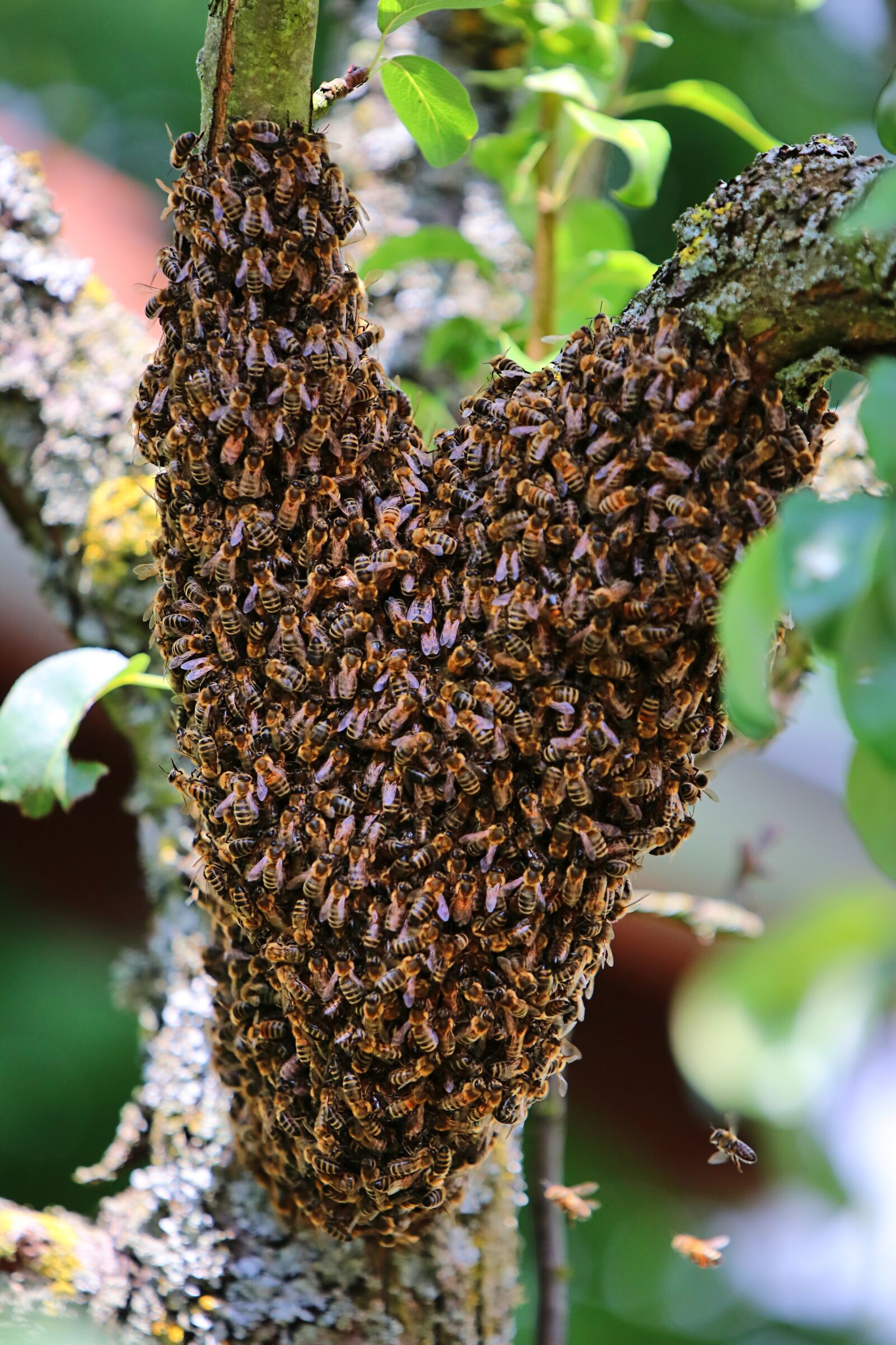Tamron SP 70-200mm F2.8 Di VC USD G2 sample photo. Bees, swarm, tree photography