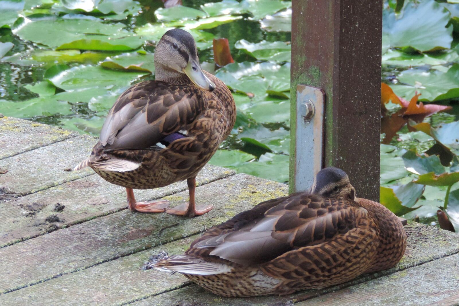 Nikon Coolpix P520 sample photo. Duck, nature, animal world photography