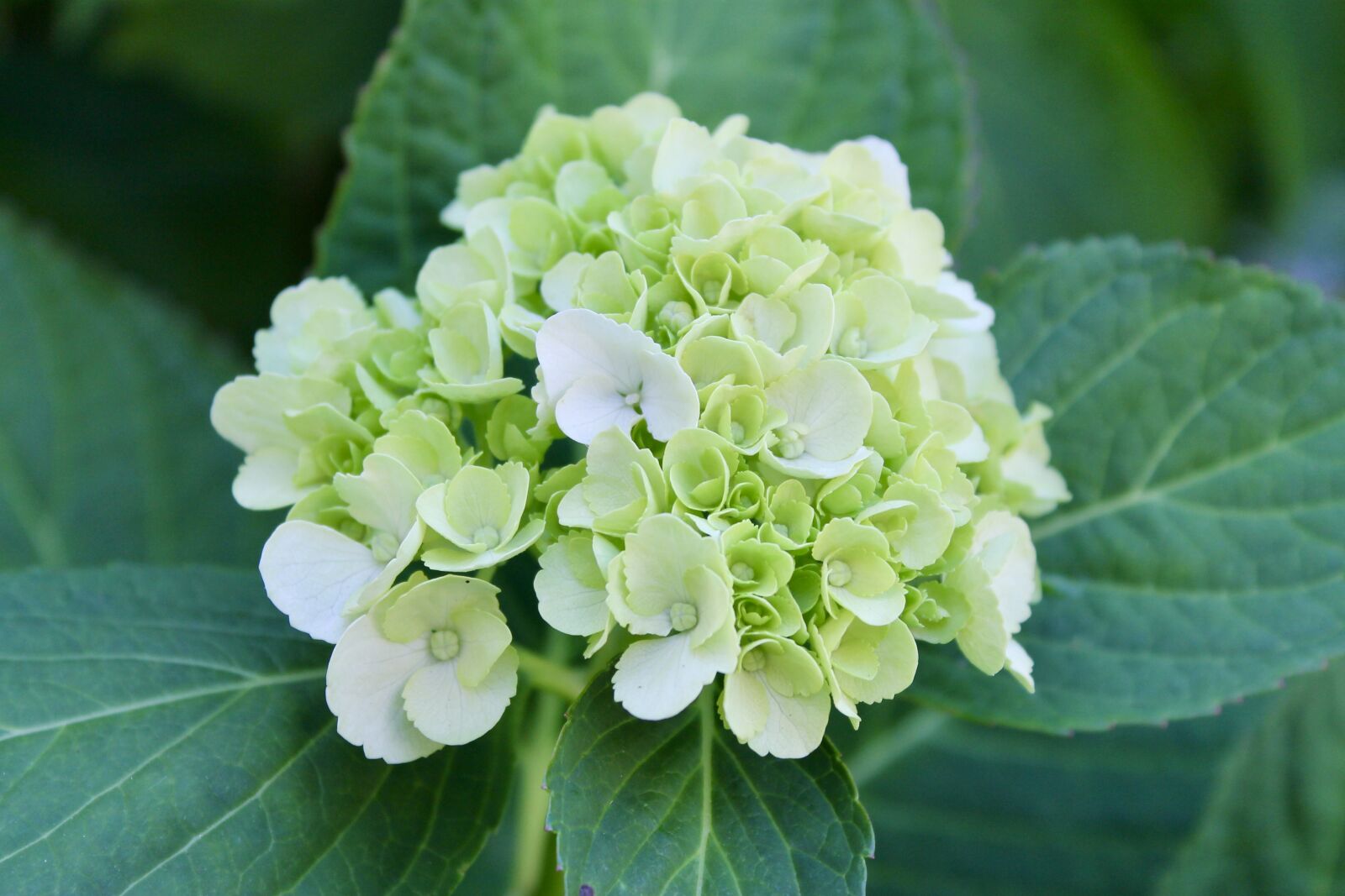 Canon EOS 1100D (EOS Rebel T3 / EOS Kiss X50) sample photo. Hydrangea, flowers, plant photography