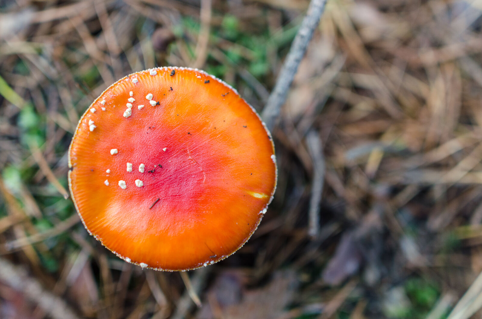 Nikon D5100 sample photo. Agaric, amanita, autumn, background photography