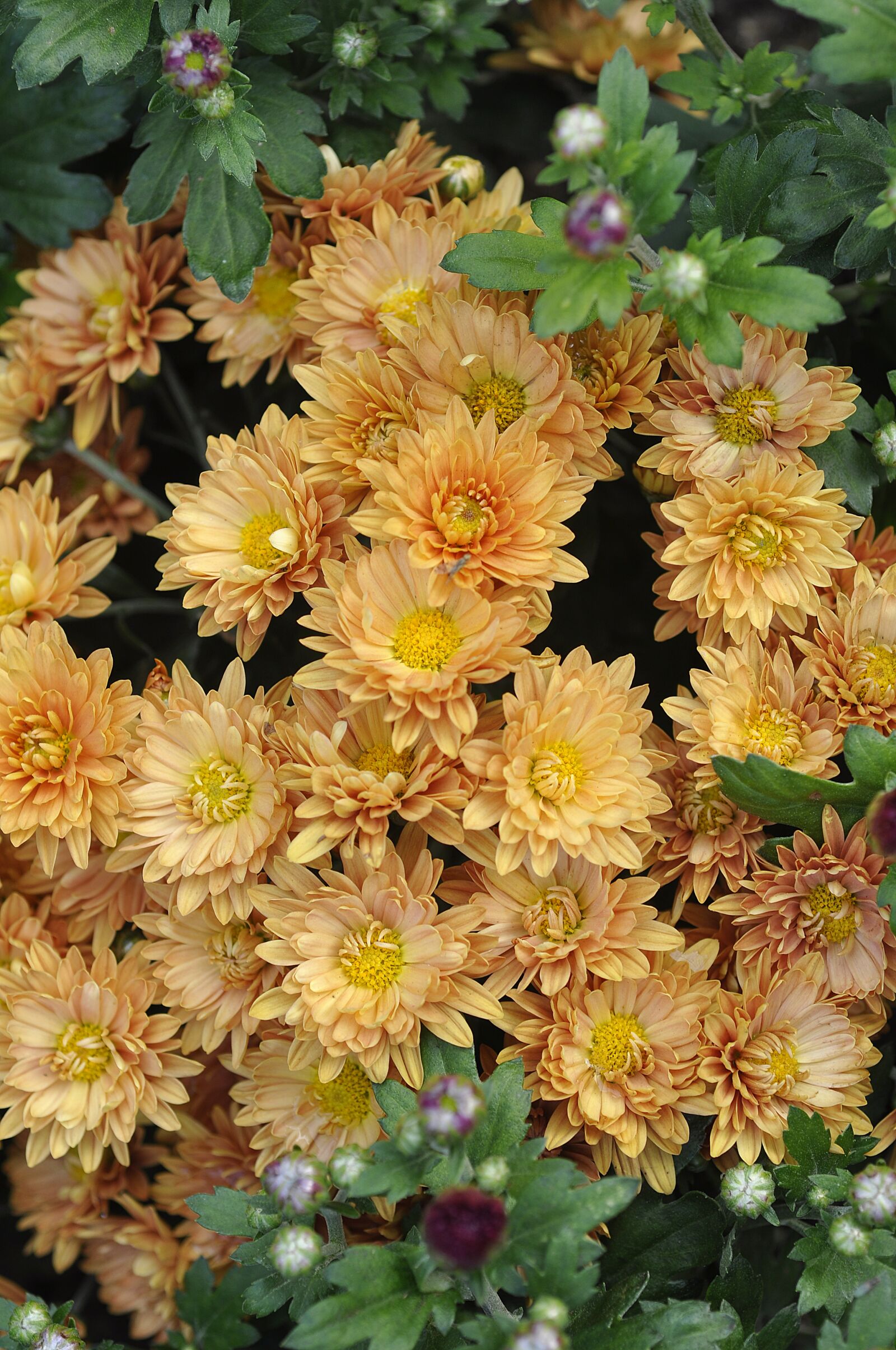 Nikon D90 sample photo. Chrysanthemum, flower, beautiful photography