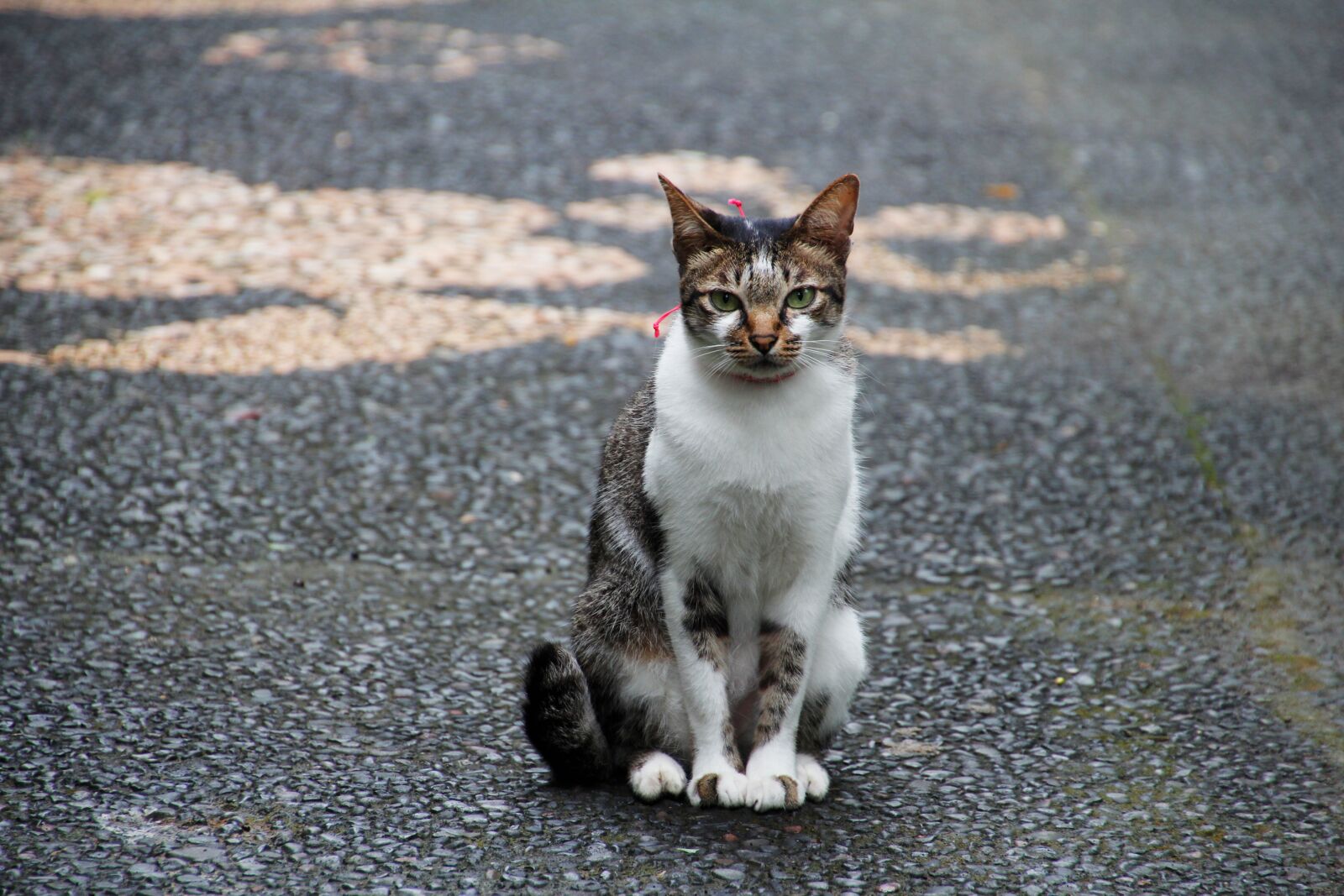 Котик сидит. Кот сидит. Сидячая кошка. Сидячий кот. Кошечка сидит.