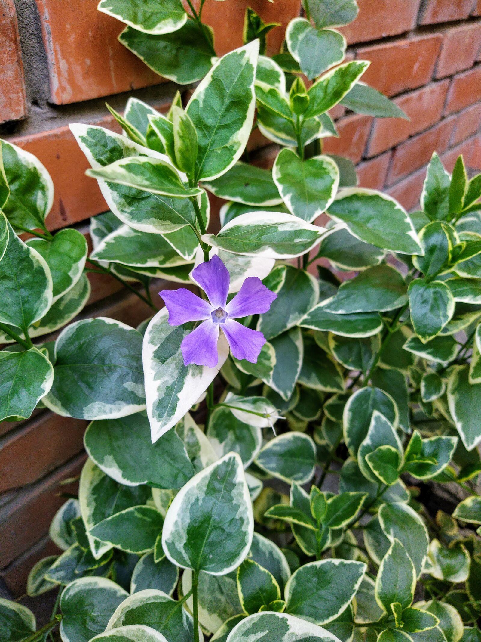 HMD Global Nokia 7.2 sample photo. Flower, spring, green photography