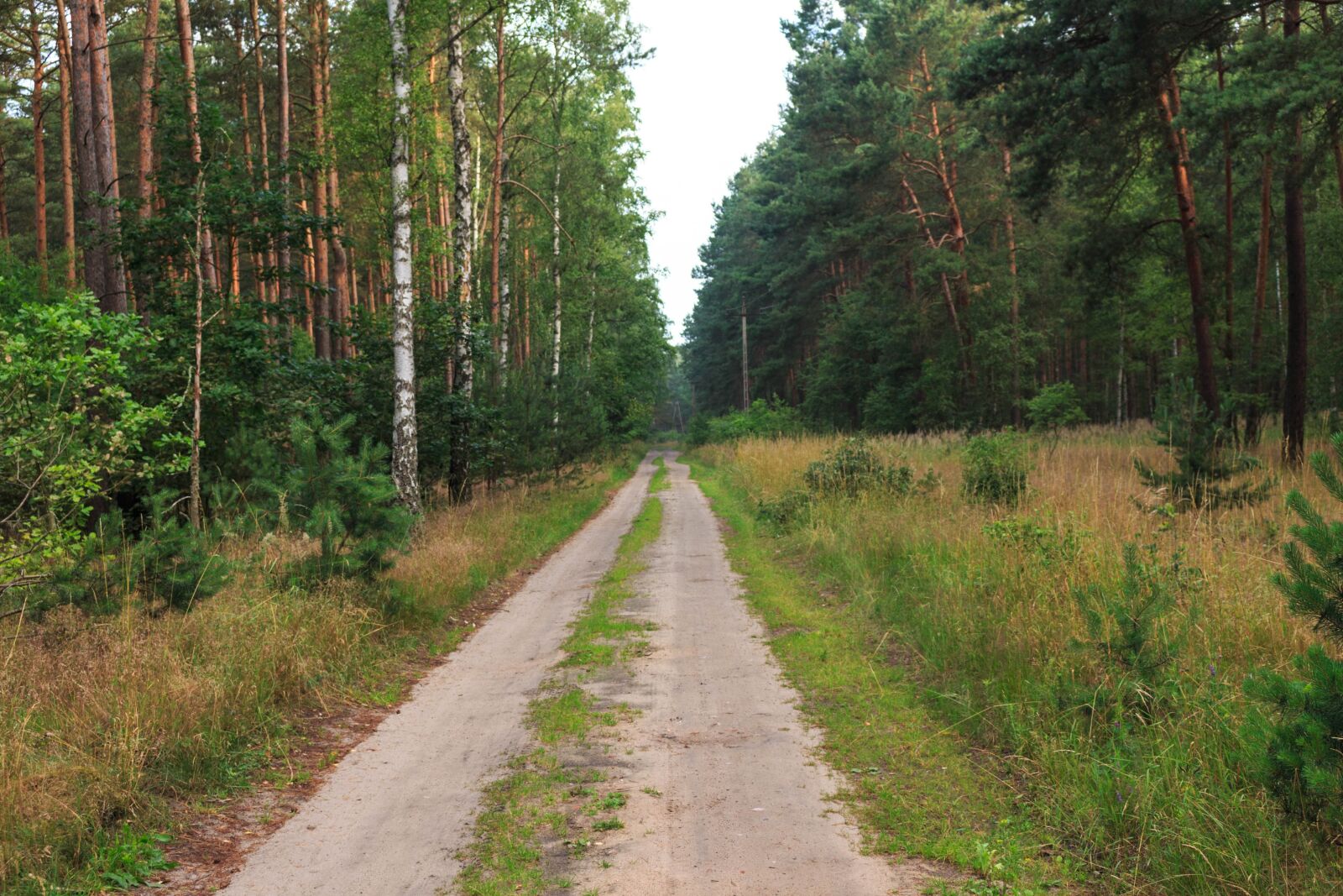 Canon EOS 100D (EOS Rebel SL1 / EOS Kiss X7) sample photo. Forest, way, tree photography