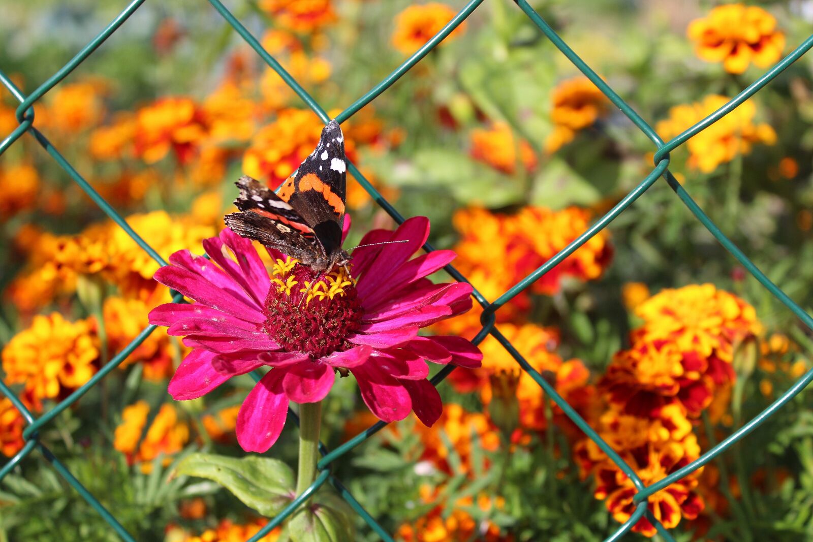 Canon EOS 1200D (EOS Rebel T5 / EOS Kiss X70 / EOS Hi) sample photo. Zinnia, garden flowers, fair photography