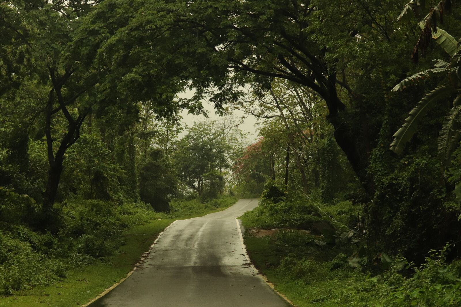 Canon EF-S 55-250mm F4-5.6 IS STM sample photo. Nature, lonely road, trees photography