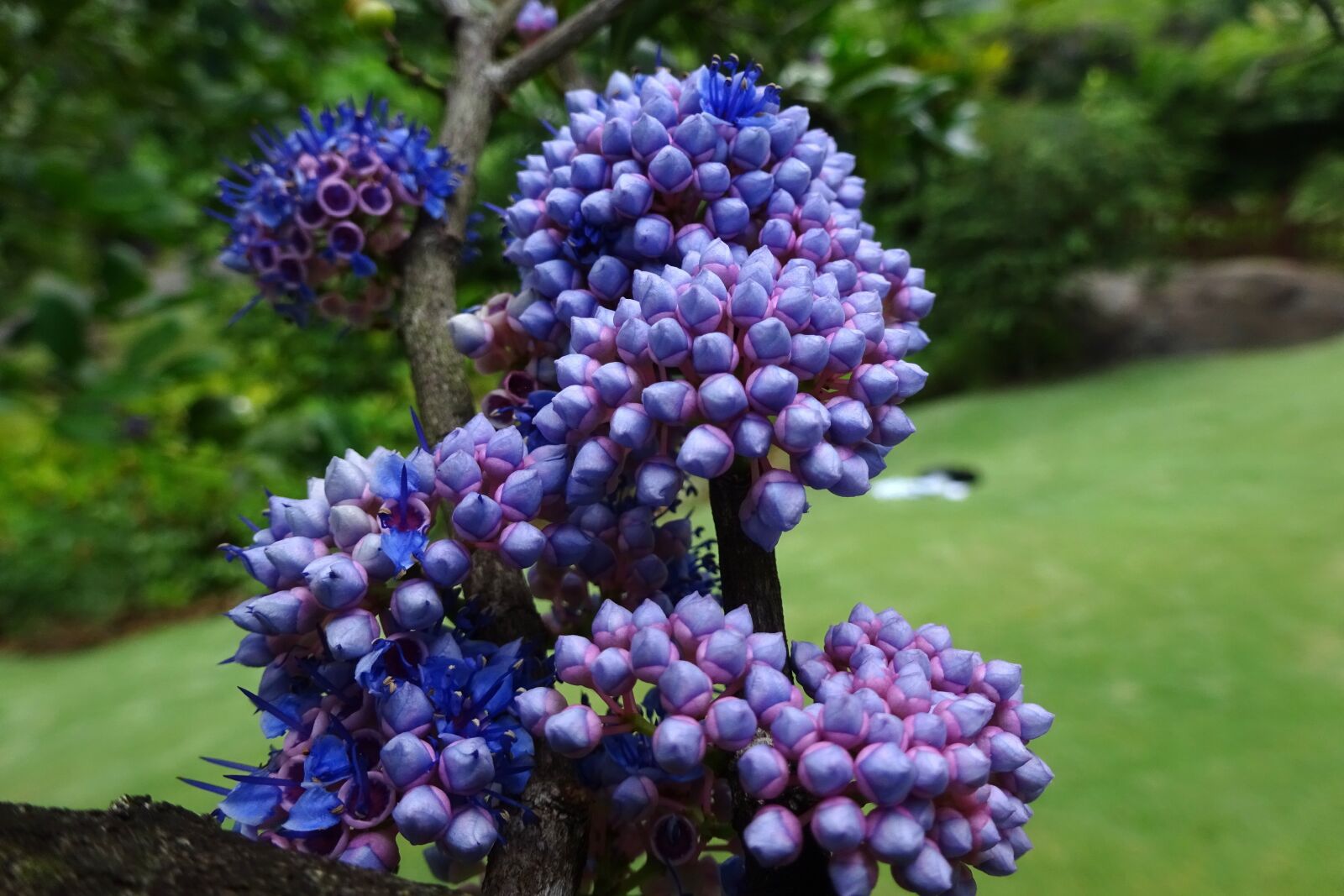 Sony Cyber-shot DSC-WX350 sample photo. Flower, plant, blue photography