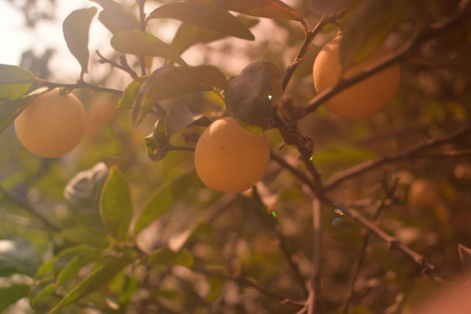 Nikon D5300 sample photo. Tree, fruit, green photography