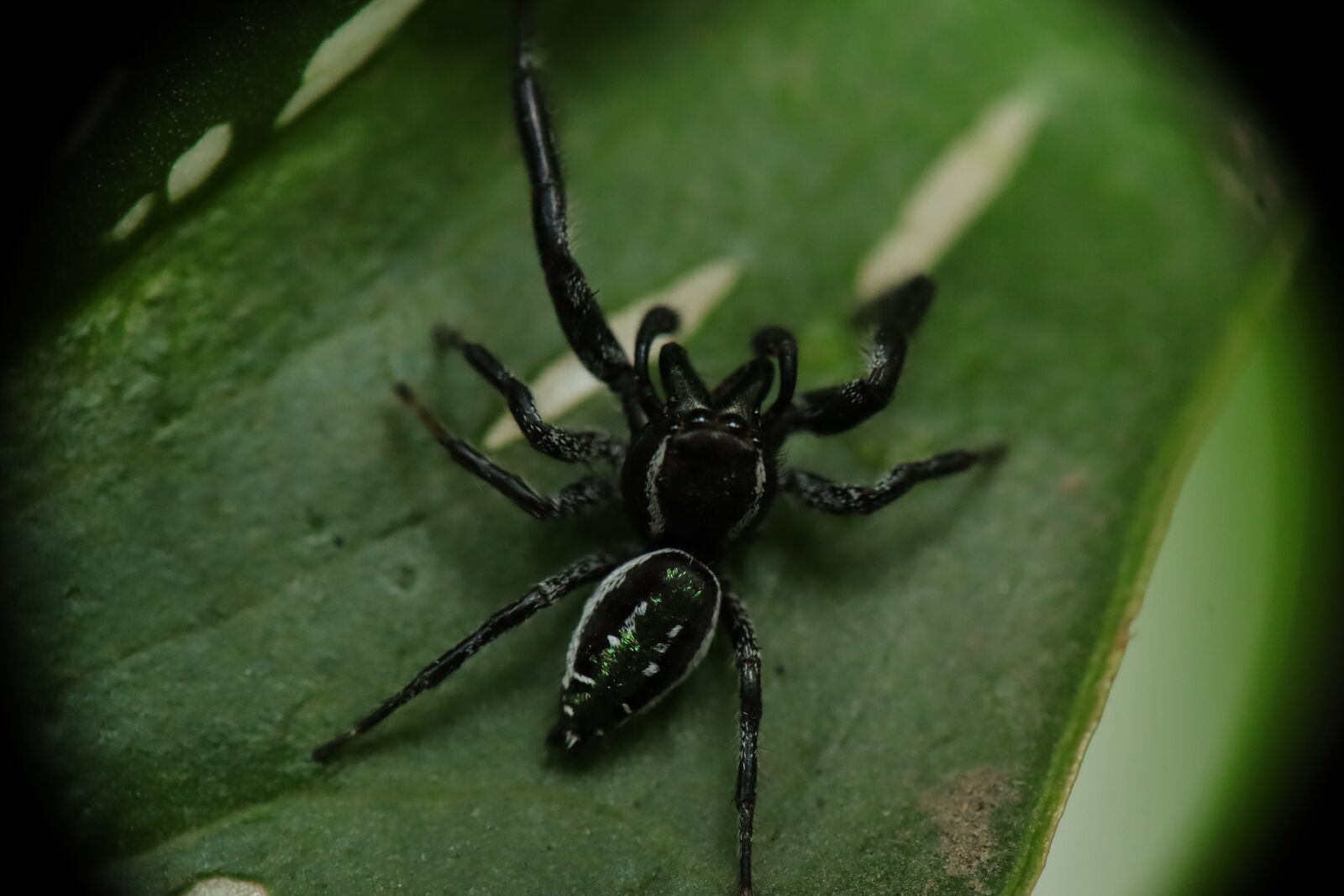 Canon EF-M 15-45mm F3.5-6.3 IS STM sample photo. Arachnid, spider, salticidae photography