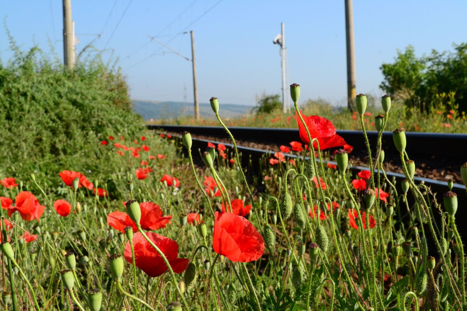 Nikon D3100 sample photo. Railways, flowers, red photography