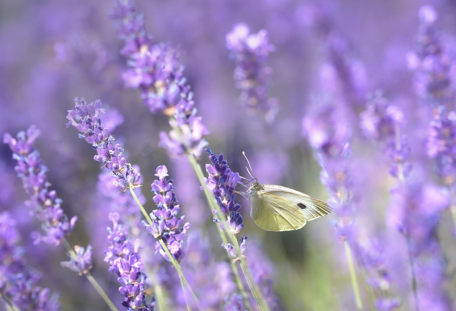 Nikon D7100 sample photo. Lavender, purple, nature photography