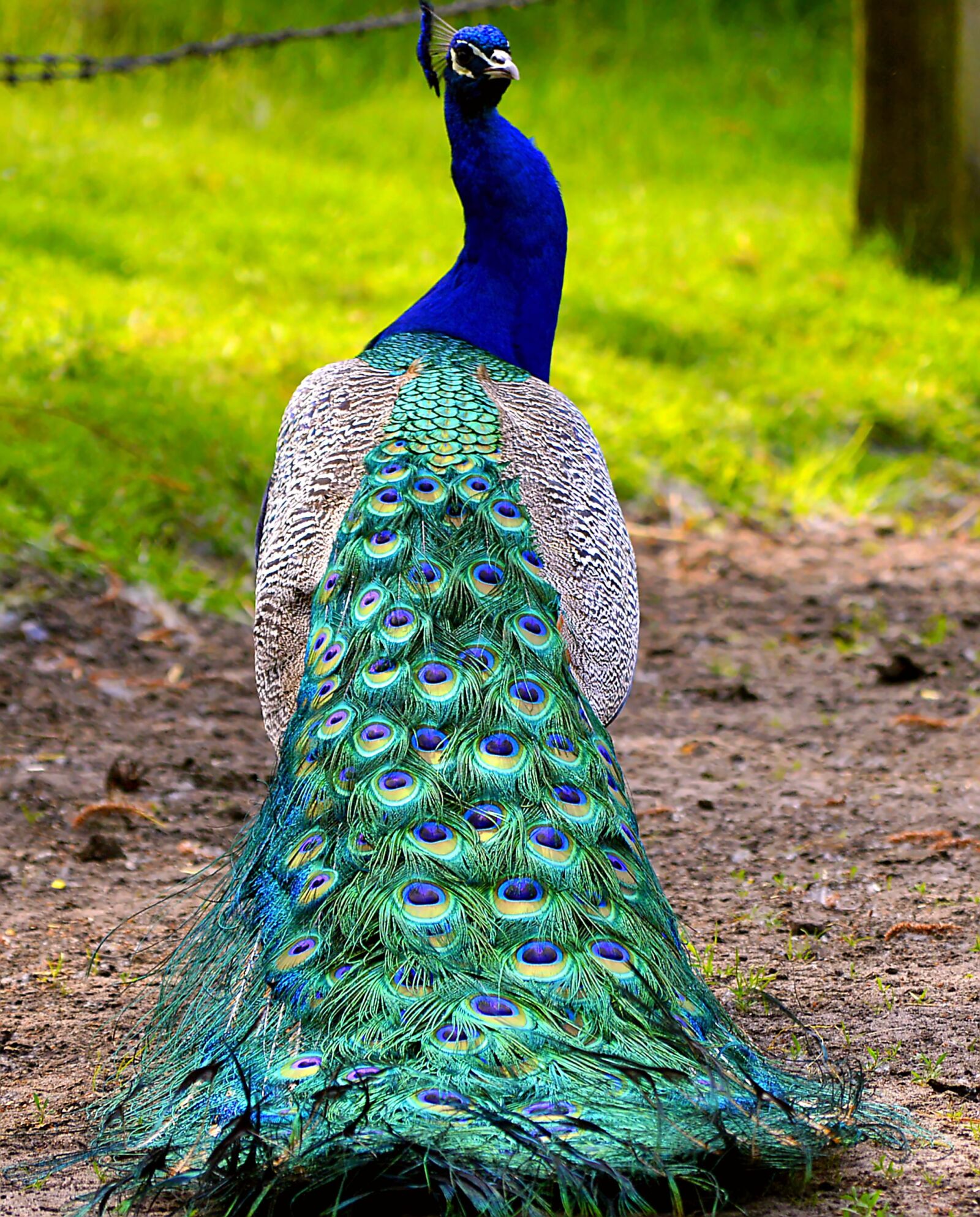 Nikon D3200 sample photo. Peacock, colorful, feather photography