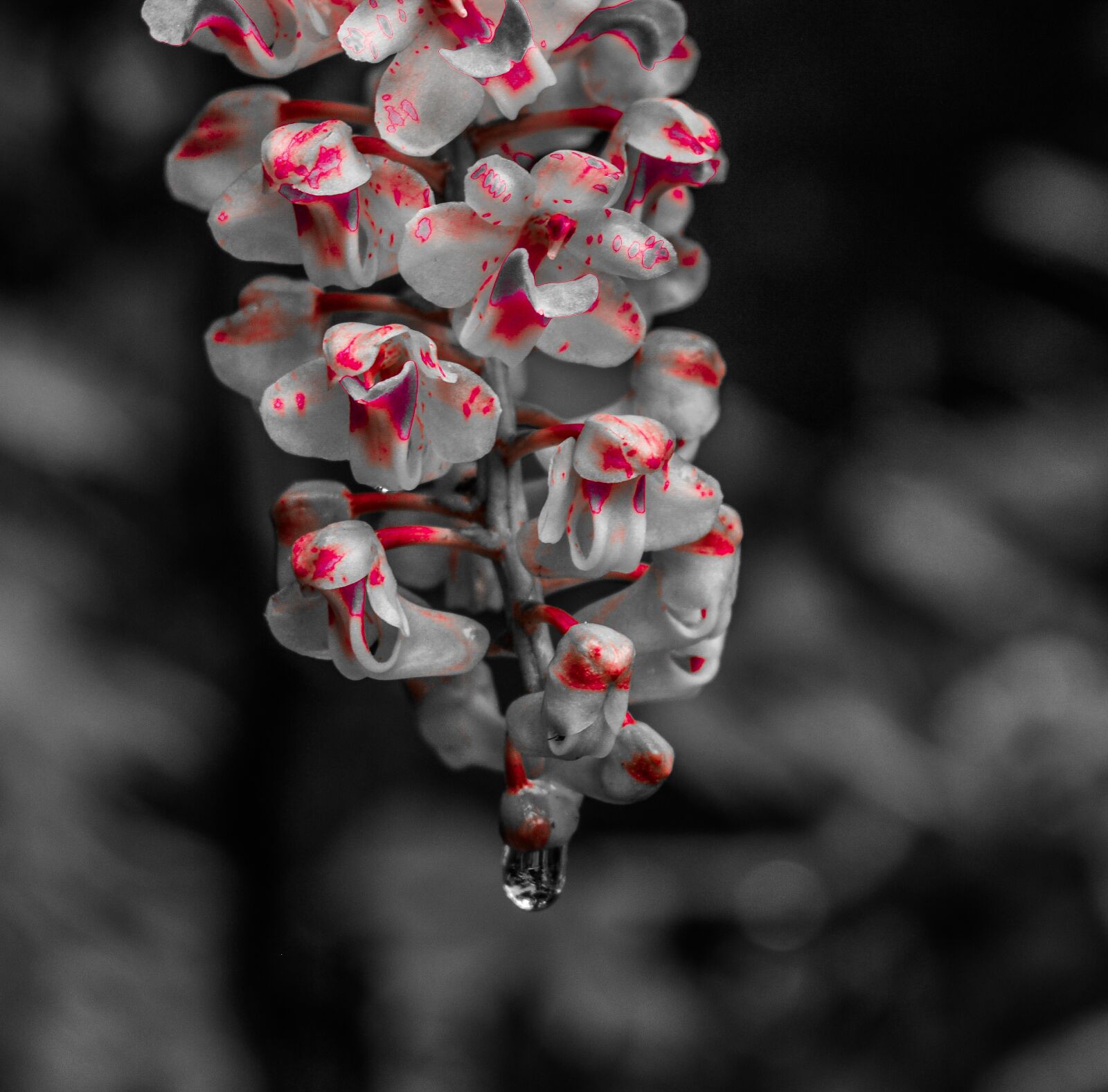 Nikon D3200 sample photo. Flowers, bunch, orchid photography