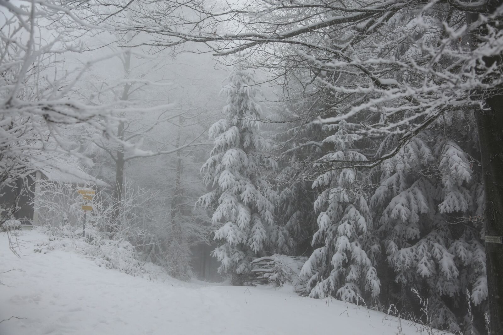 Canon EF 24-105mm F4L IS USM sample photo. Winter, forest, snow photography