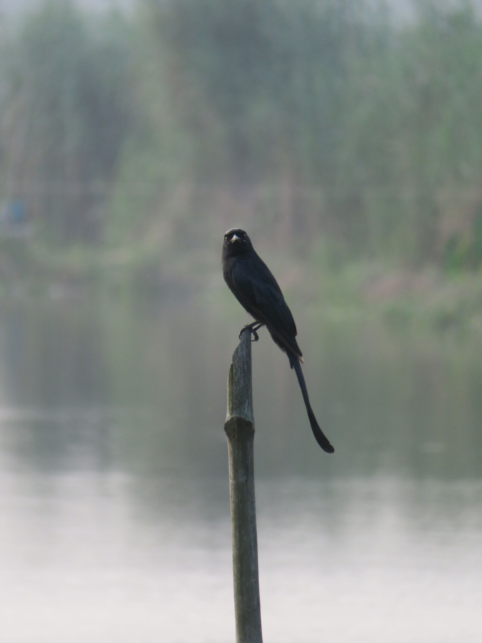 Canon PowerShot SX720 HS sample photo