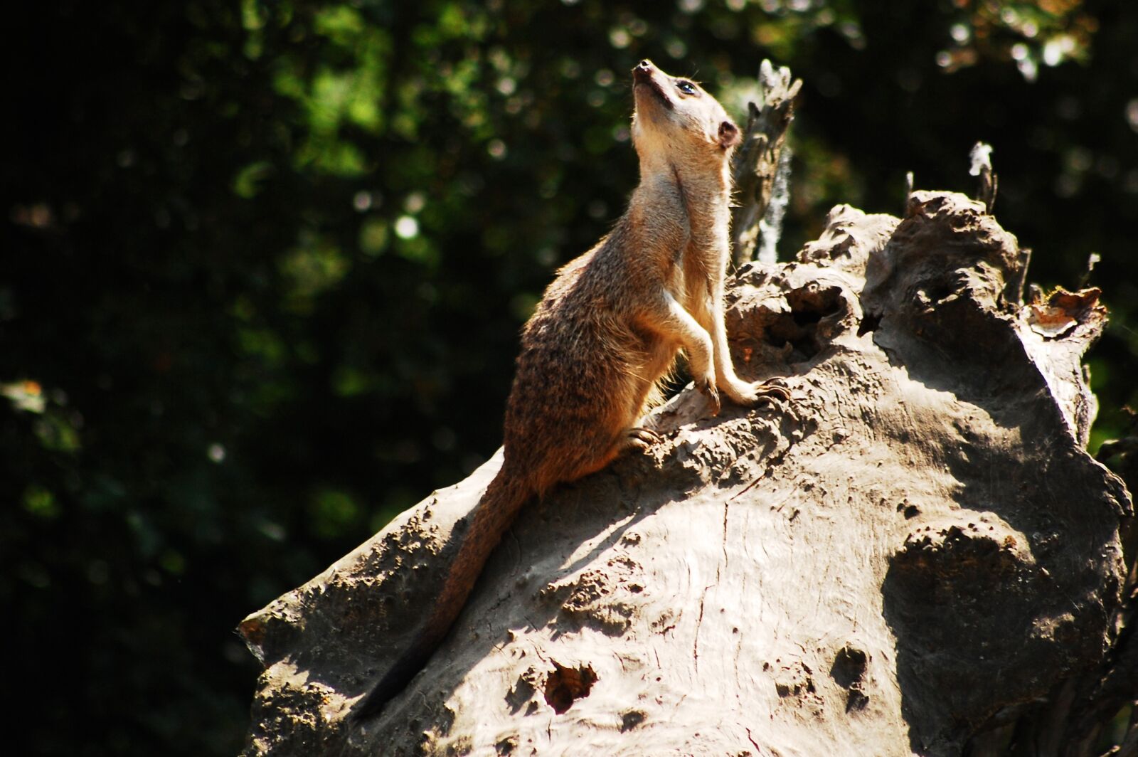 Nikon D40 sample photo. Surykatka, zoo, savanna photography