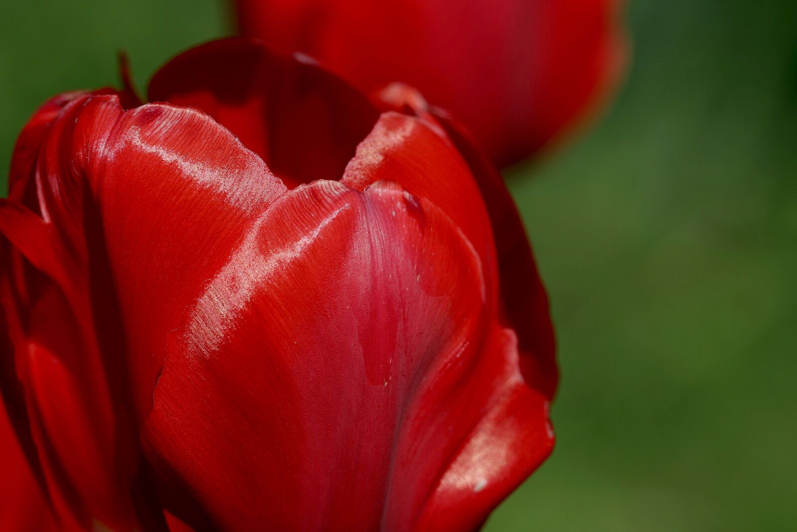 Canon EOS 7D Mark II sample photo. Tulip, the petals, red photography