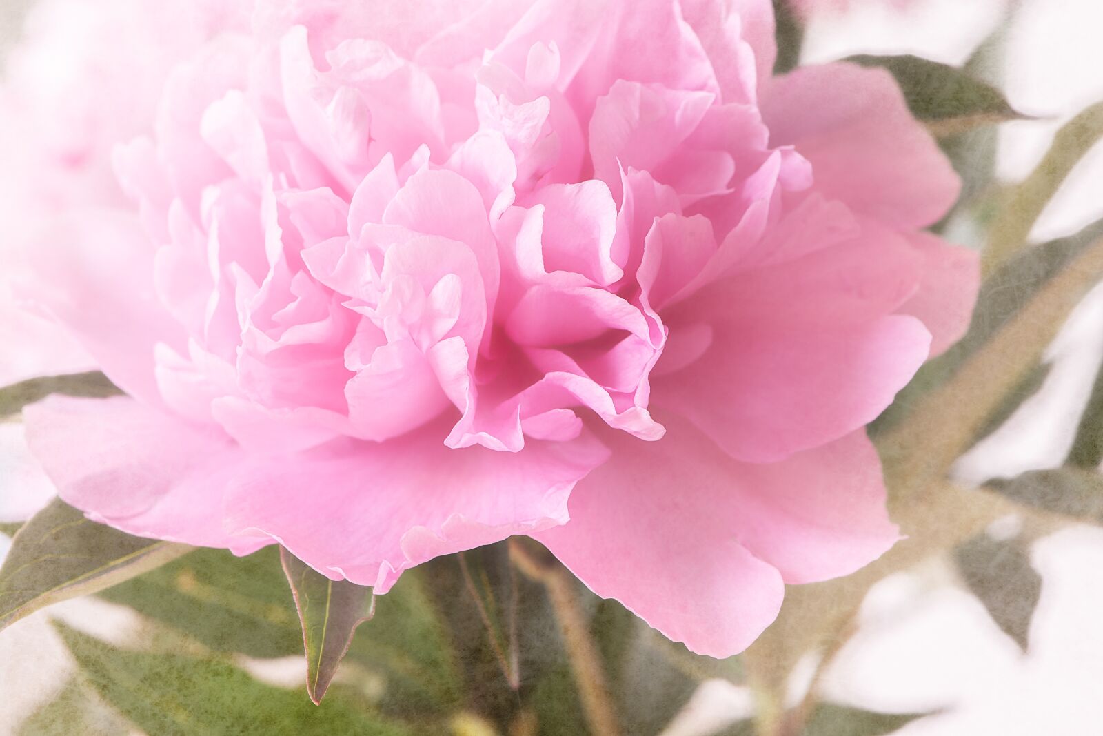 Nikon D750 sample photo. Peony, blossom, bloom photography