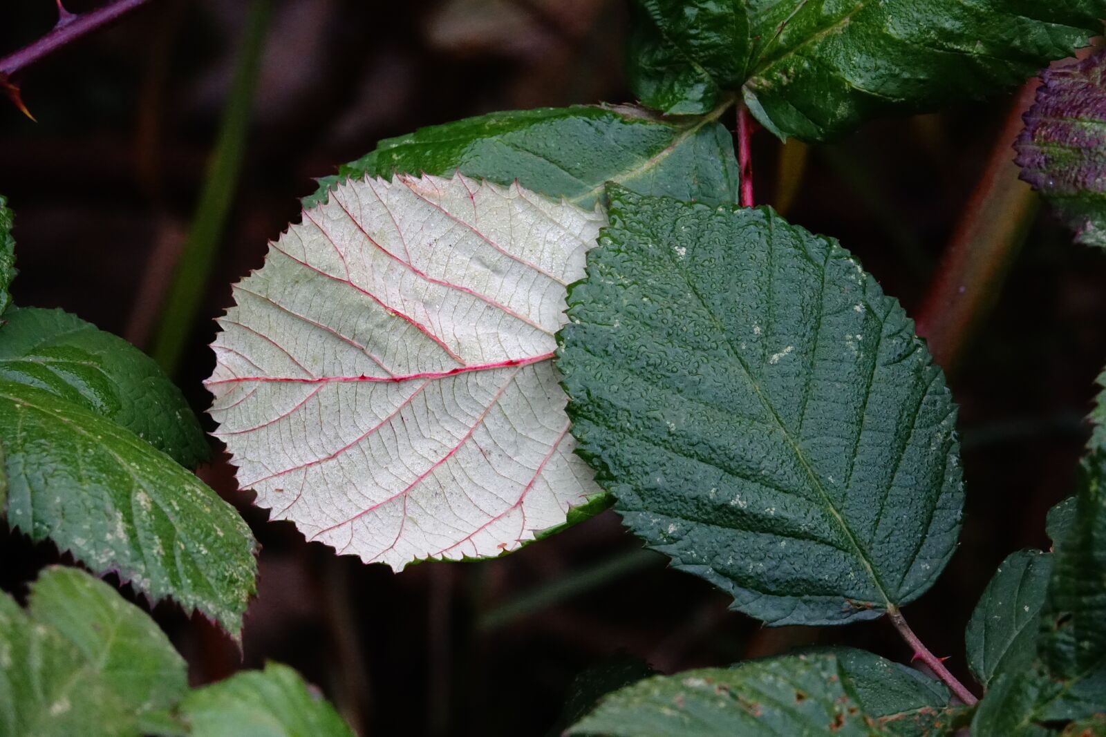 Sony Cyber-shot DSC-RX10 III sample photo. Blackberry leaves, leaves, blackberries photography