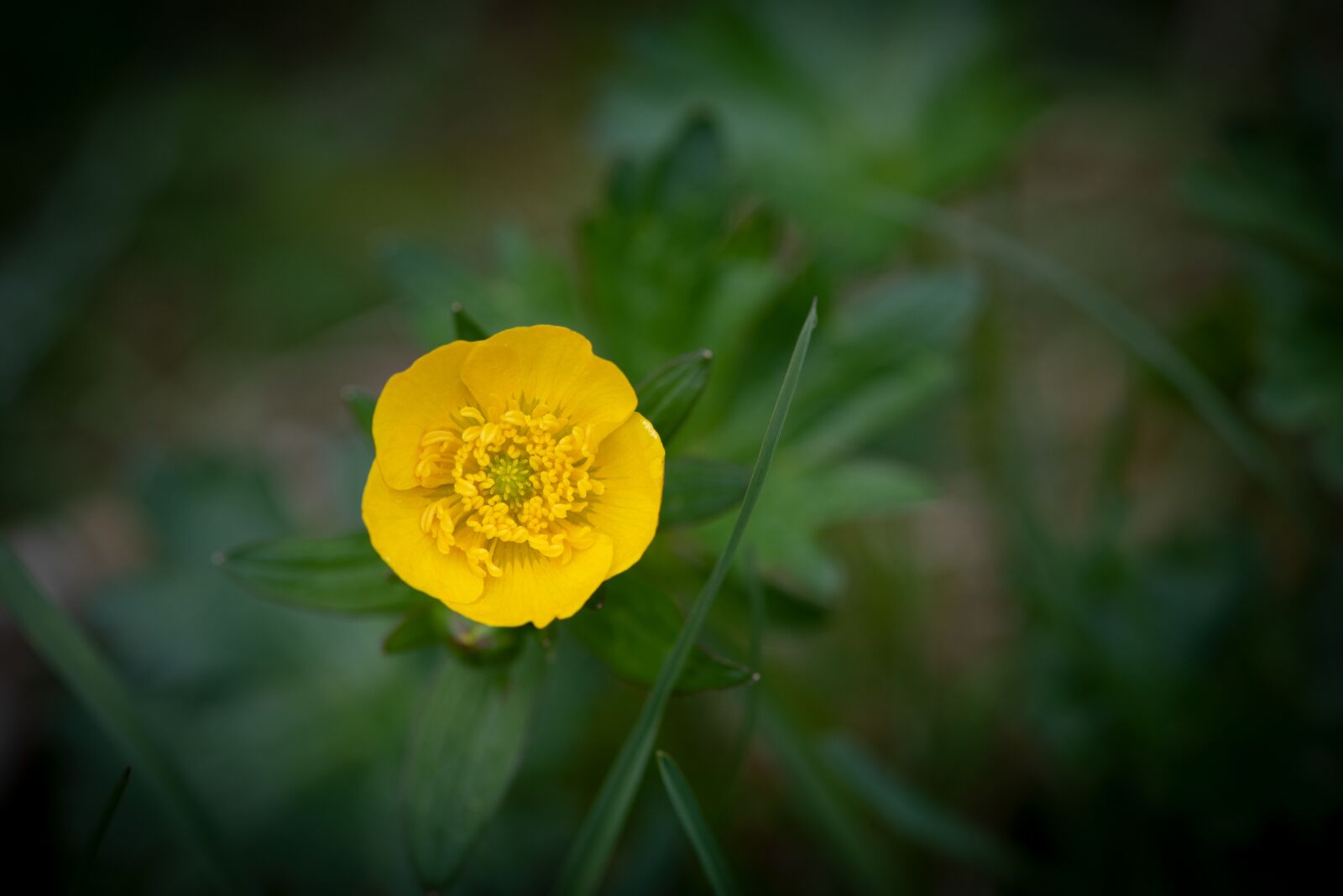Nikon D750 sample photo. Buttercup, yellow, toxic photography