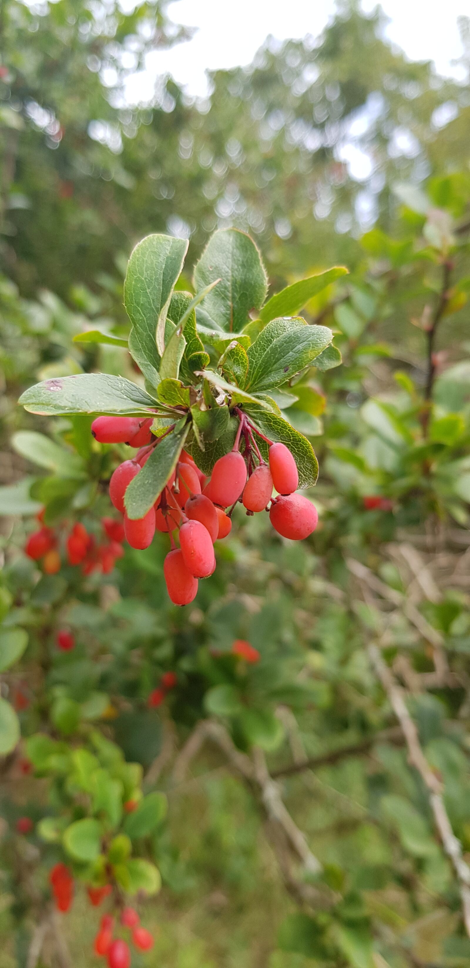 Samsung Galaxy S8 sample photo. Berries, plant, nature photography