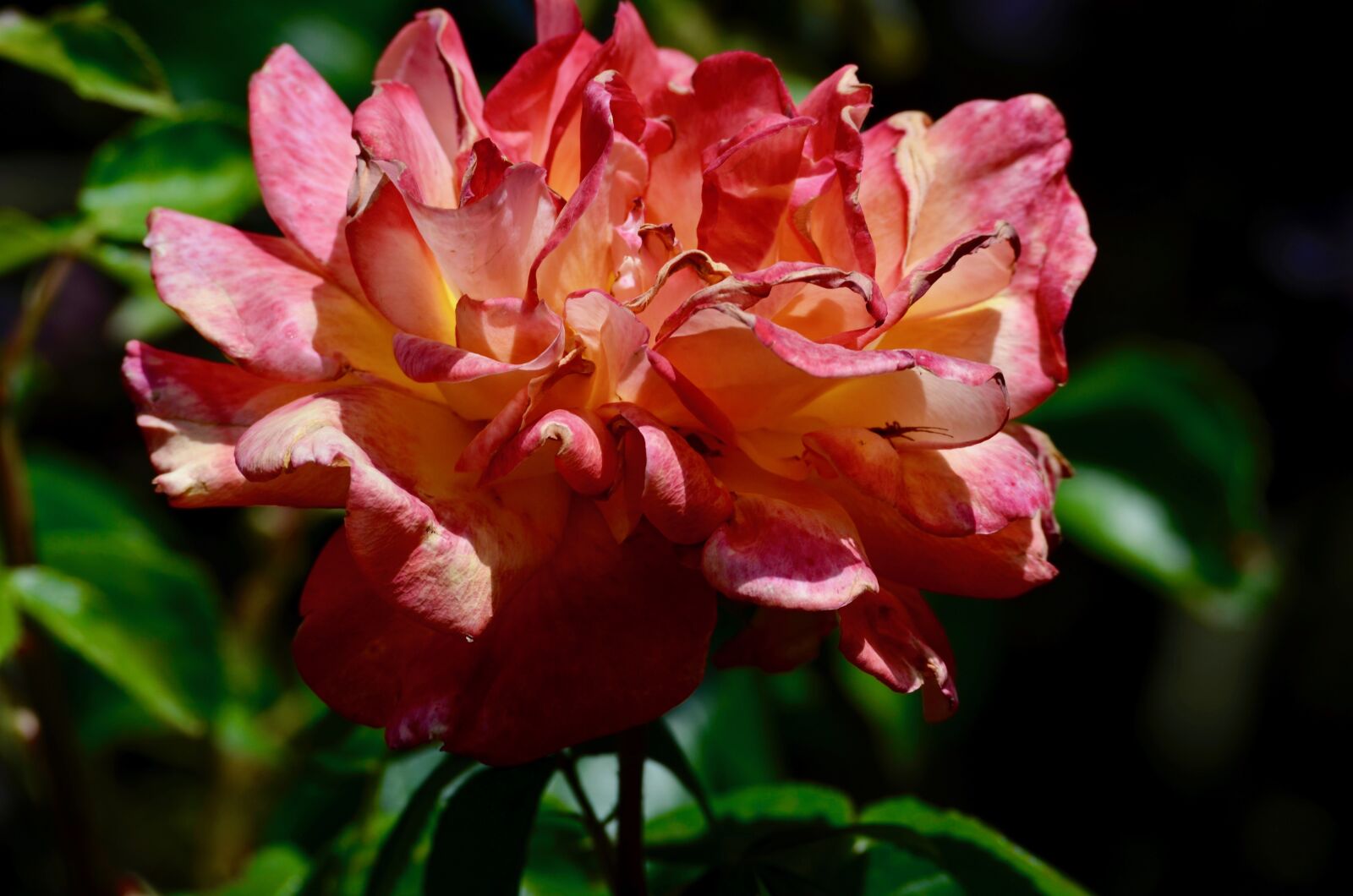 Nikon D5100 sample photo. Rose, blossom, bloom photography