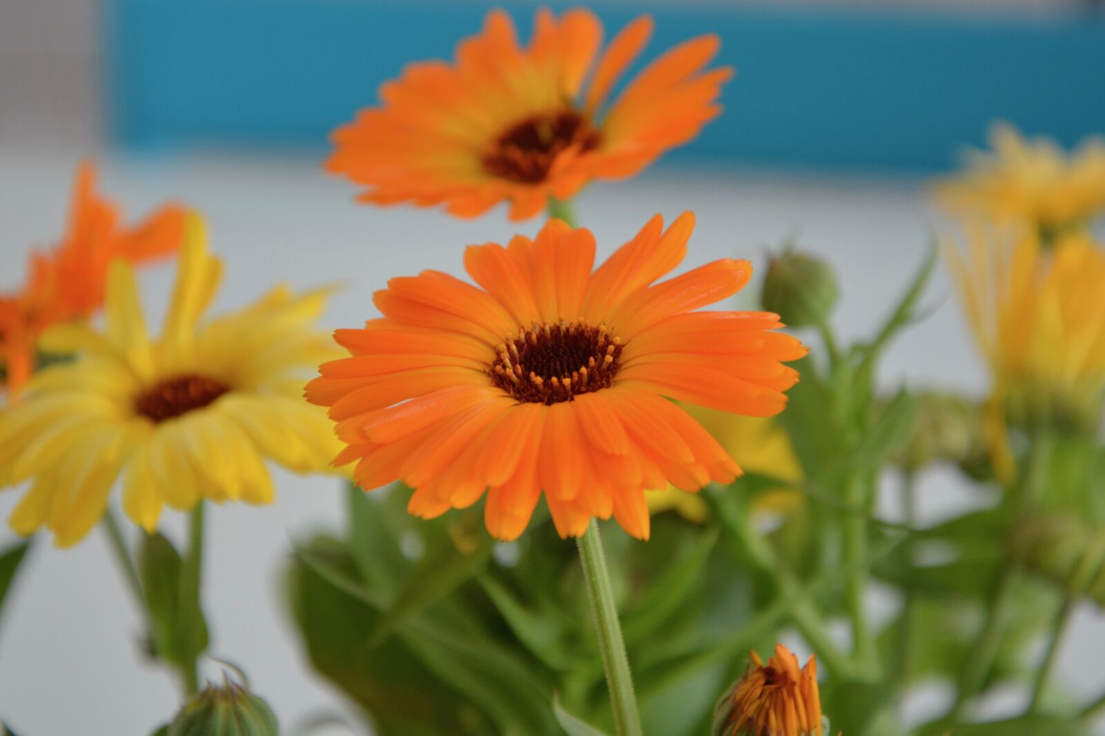 Nikon D5200 sample photo. Flowers, bouquet of flowers photography