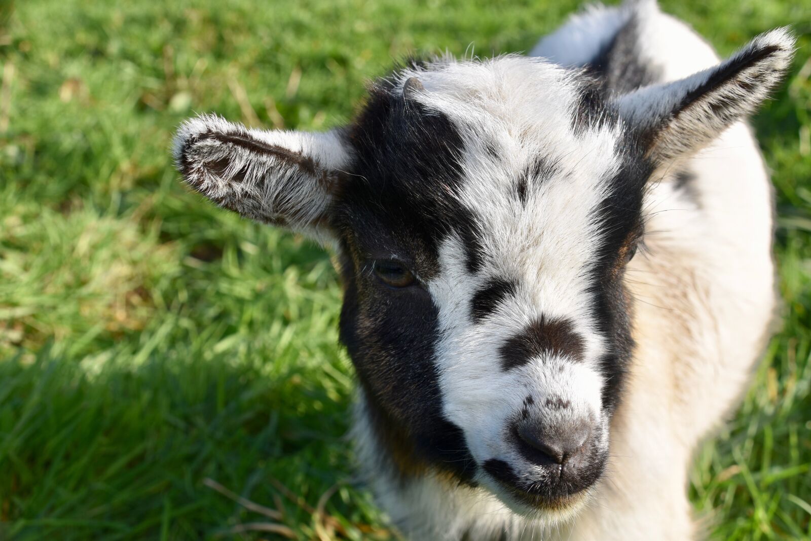 Nikon D5600 sample photo. Goat, goat baby goat photography