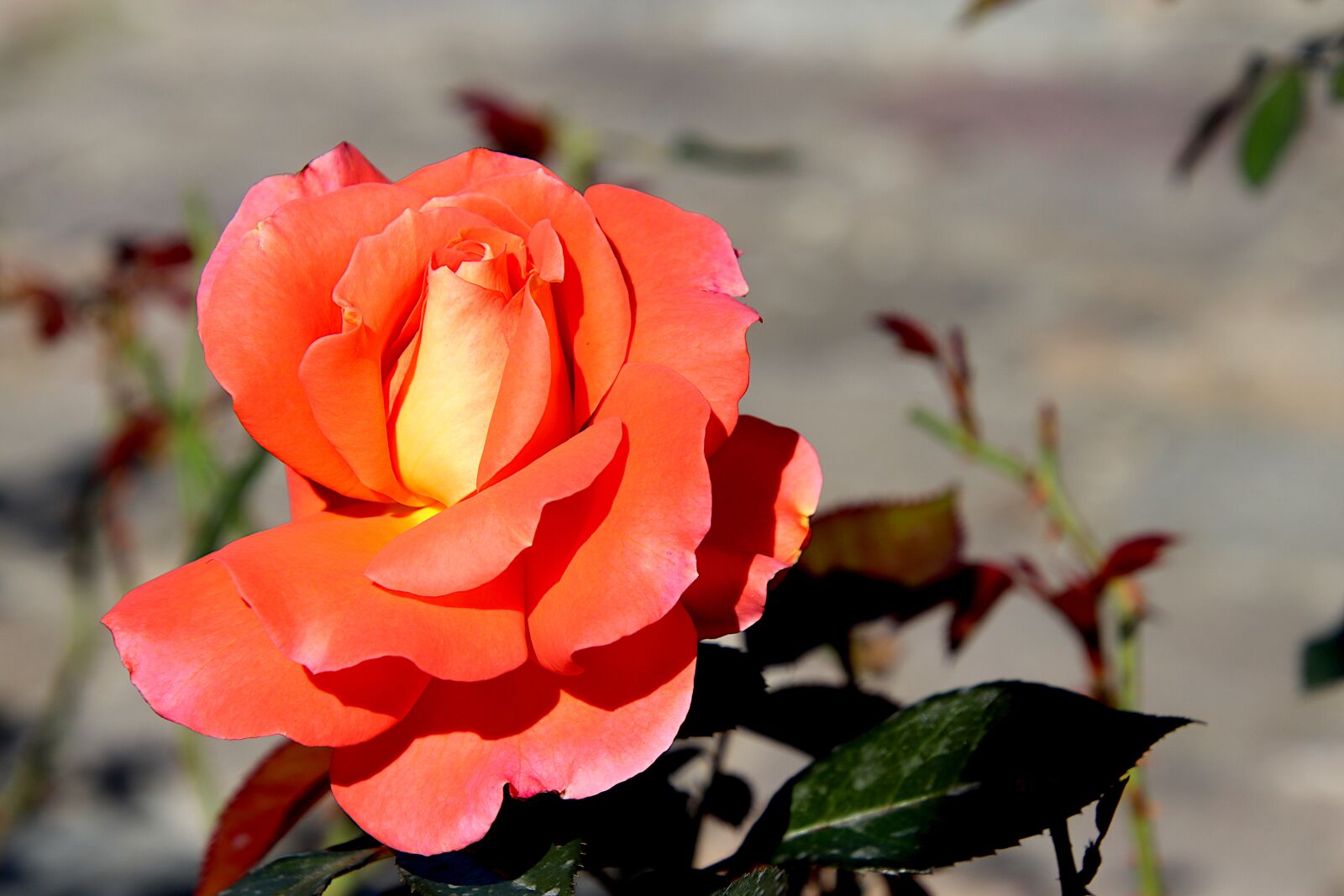 Canon EOS 800D (EOS Rebel T7i / EOS Kiss X9i) sample photo. Pink, color orange-pink, roses photography