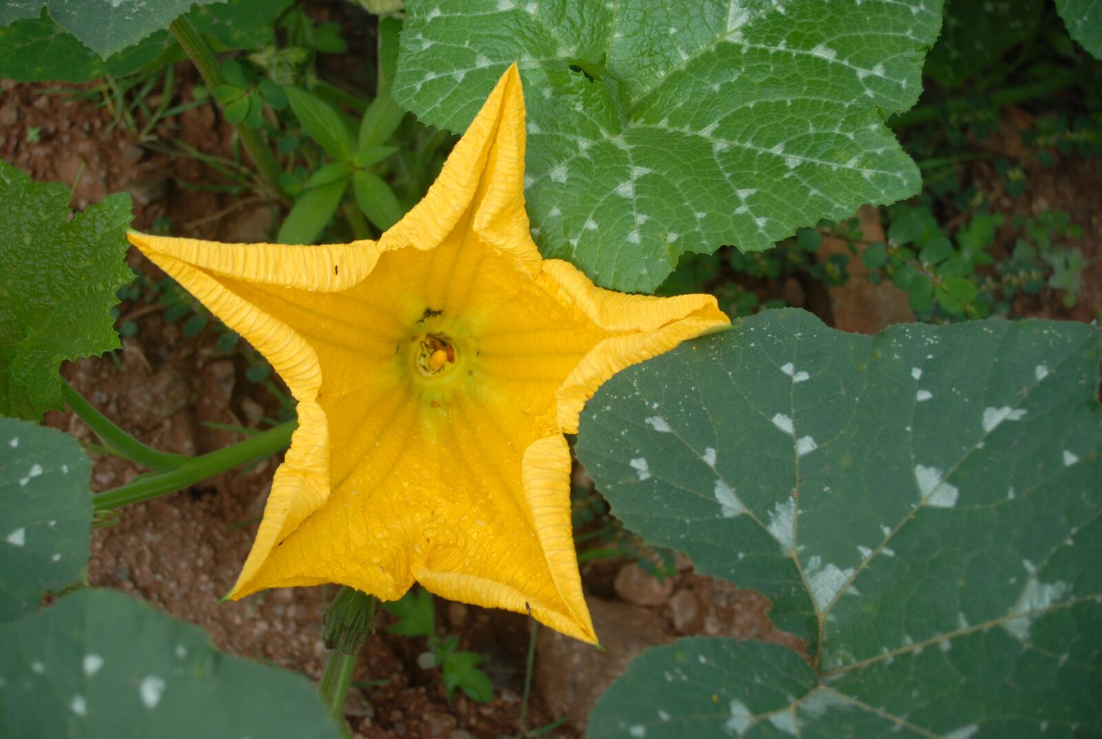 Nikon D200 sample photo. Flower, flora, pumpkin photography
