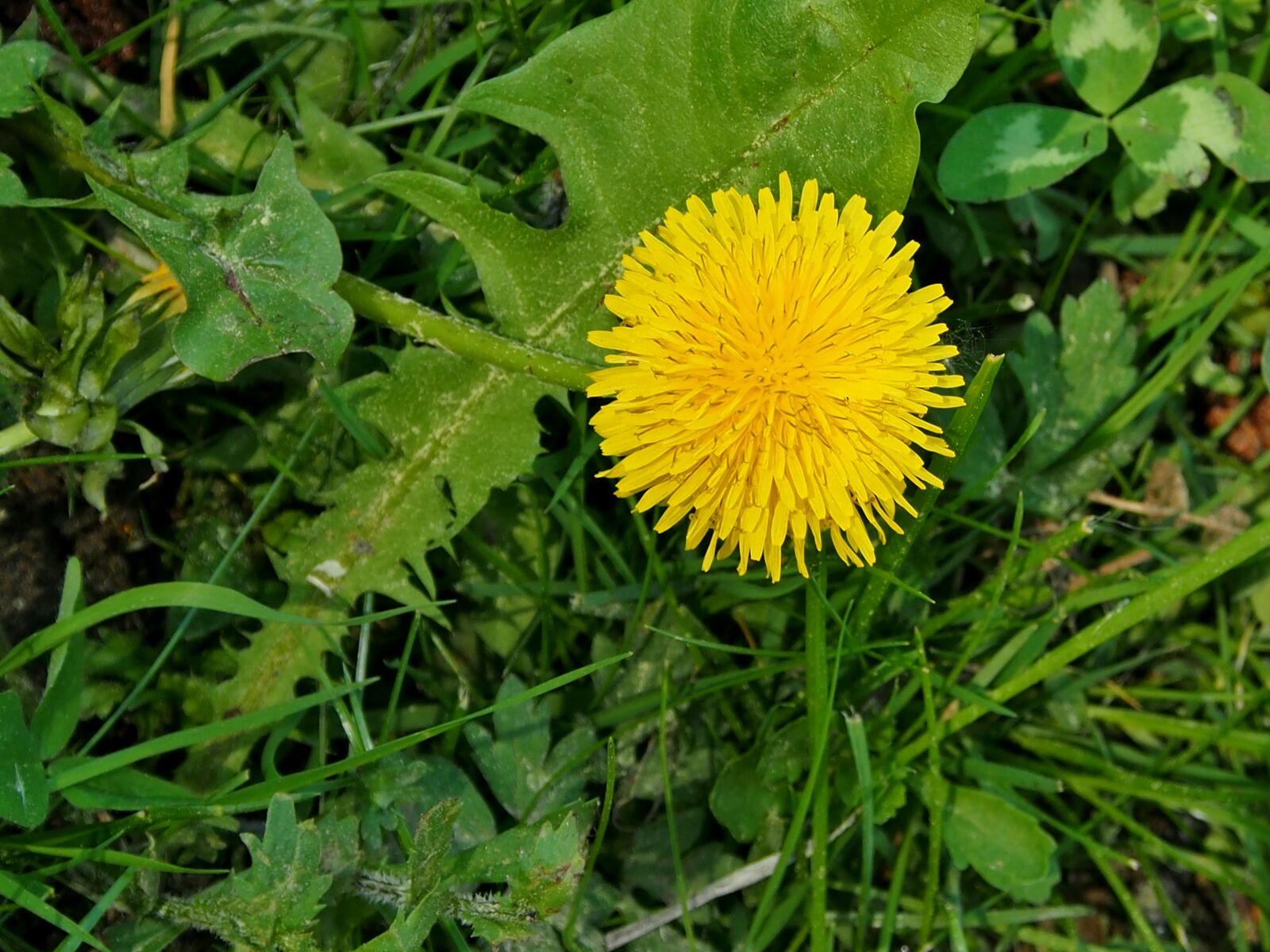OLYMPUS M.12-50mm F3.5-6.3 sample photo. Dandelion, yellow, blossom photography