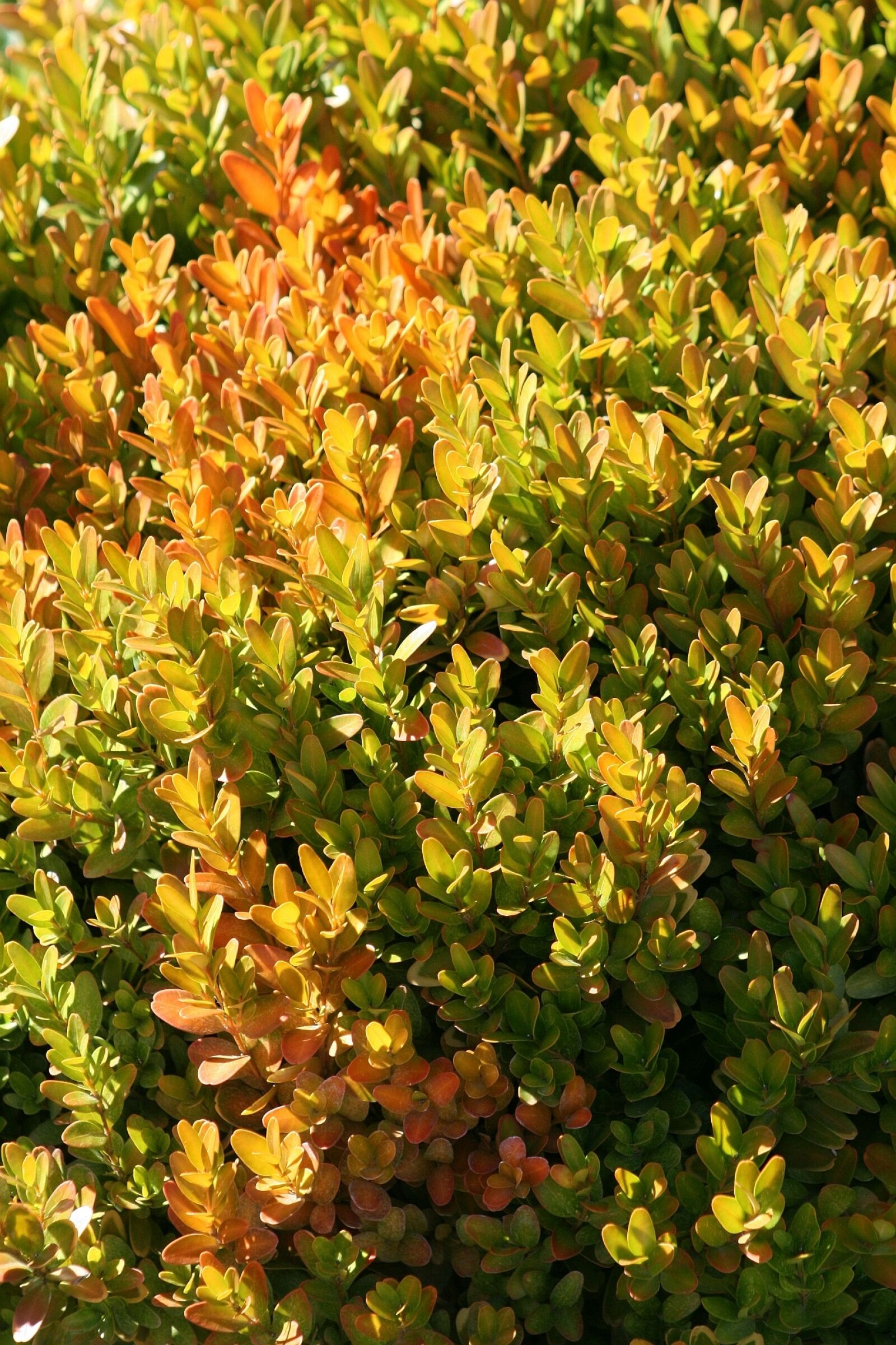 Canon EOS 400D (EOS Digital Rebel XTi / EOS Kiss Digital X) sample photo. Bush, greenish-yellow, ornamental plants photography