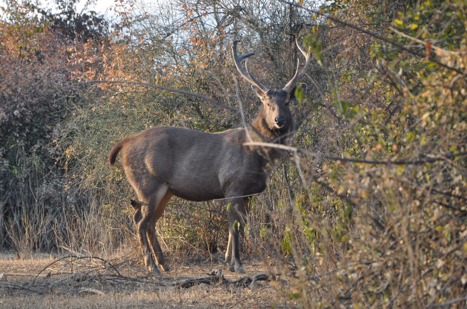 Nikon D90 sample photo. Sambar, rusa unicolor, wildlife photography