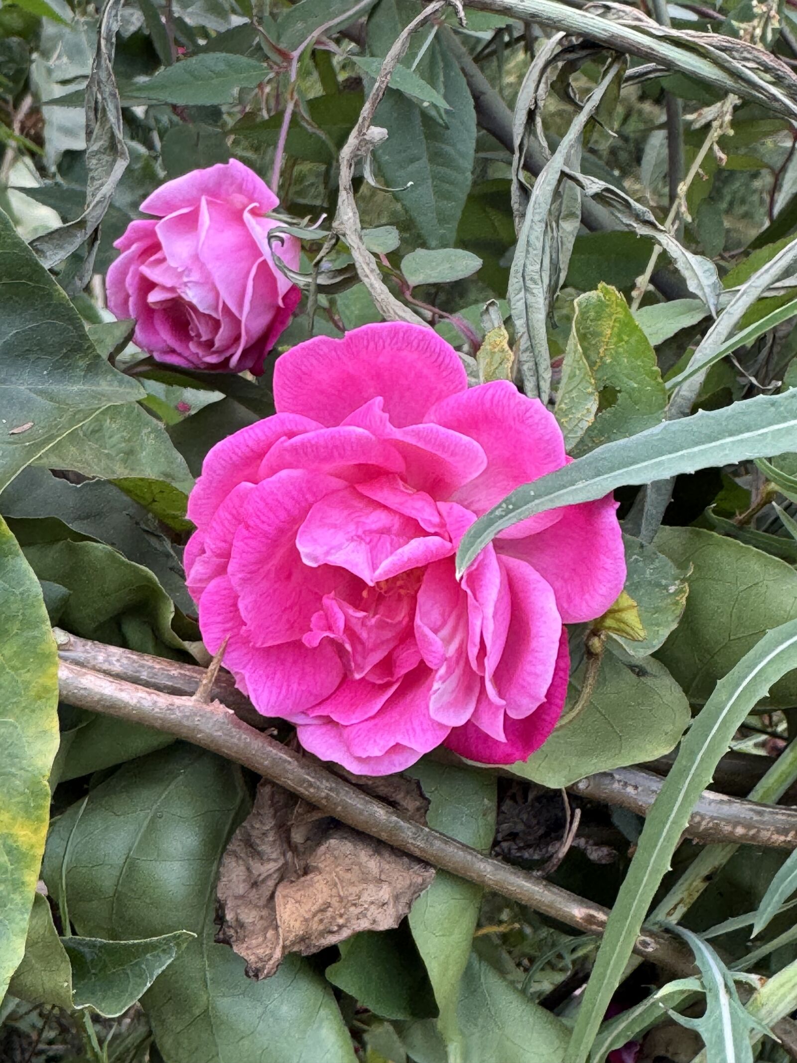 Apple iPhone 15 Pro Max sample photo