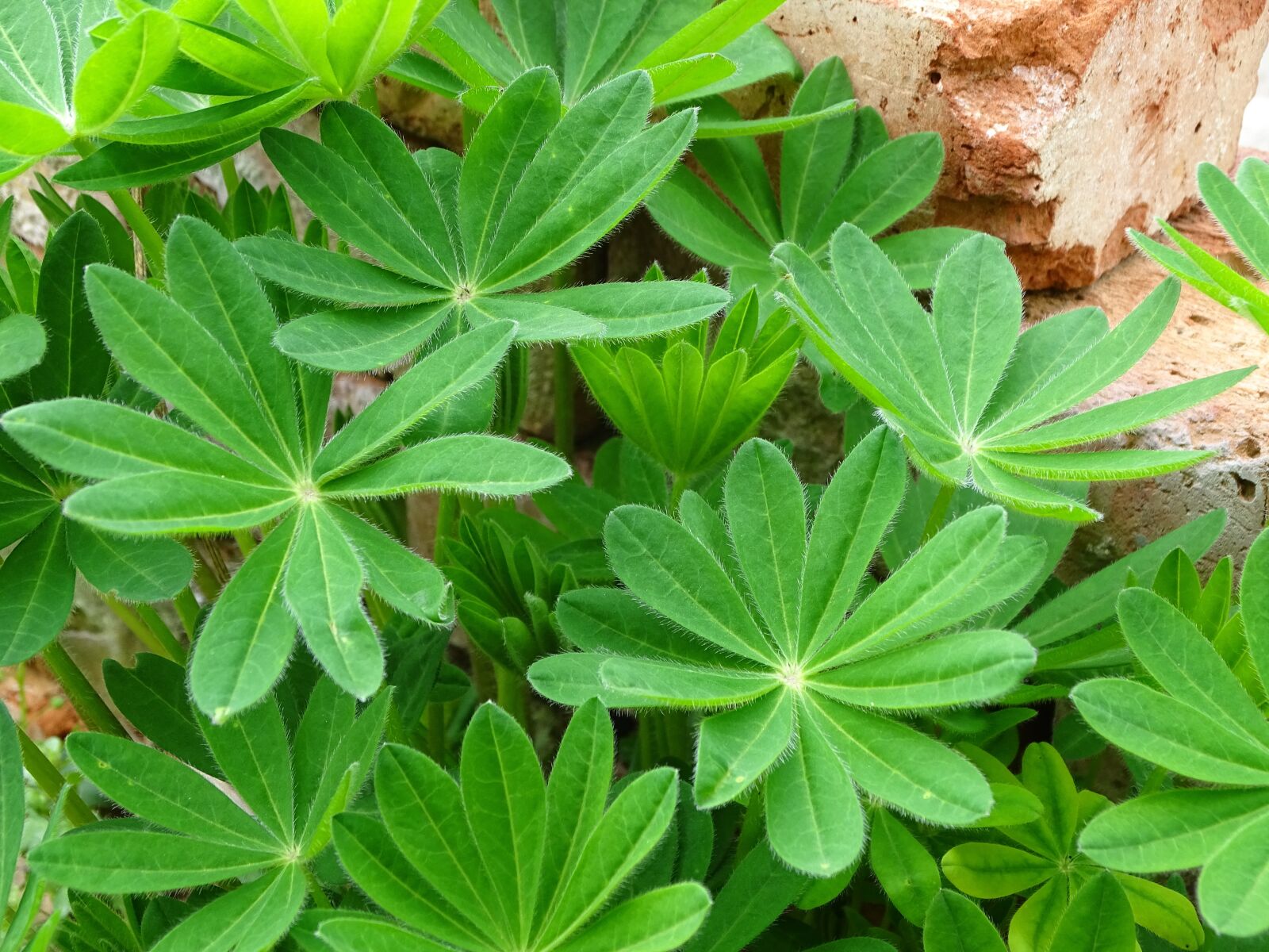 Sony Cyber-shot DSC-HX400V sample photo. Lupin leaves, lupine, lupin photography