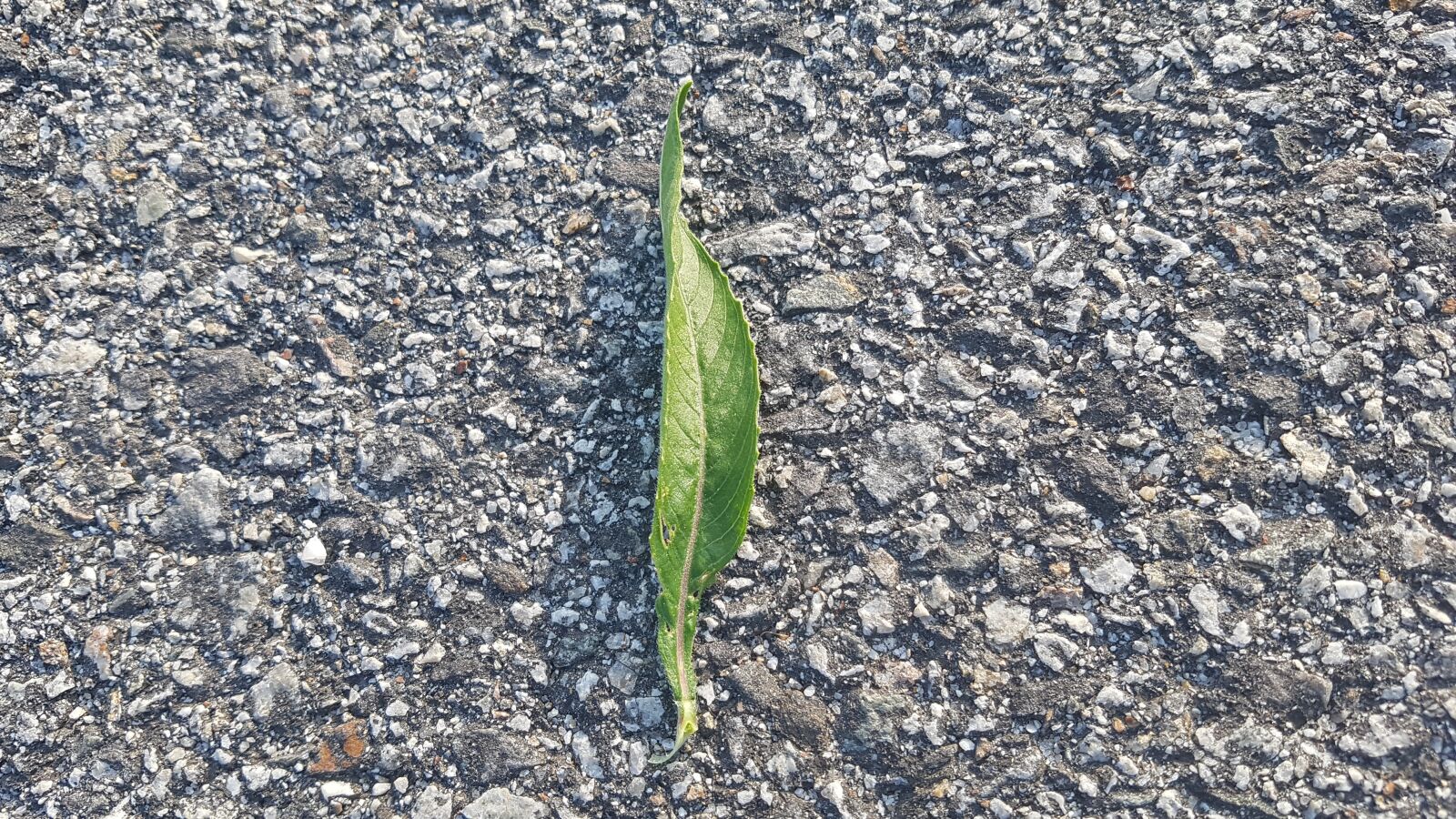 Samsung Galaxy S7 sample photo. Leaf, leaves, green photography