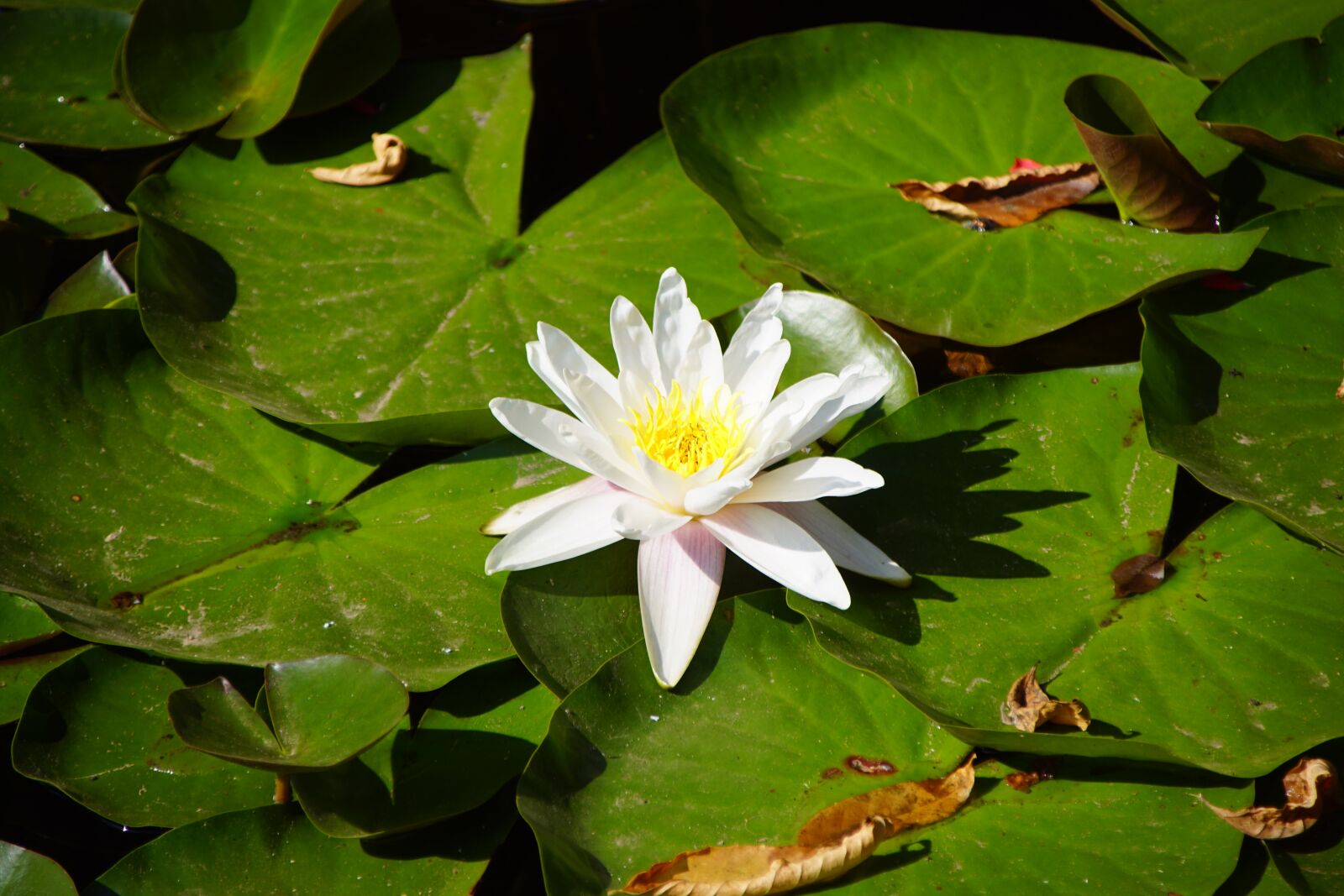 Sony SLT-A68 + Sony DT 18-200mm F3.5-6.3 sample photo. Water, flower, pond photography