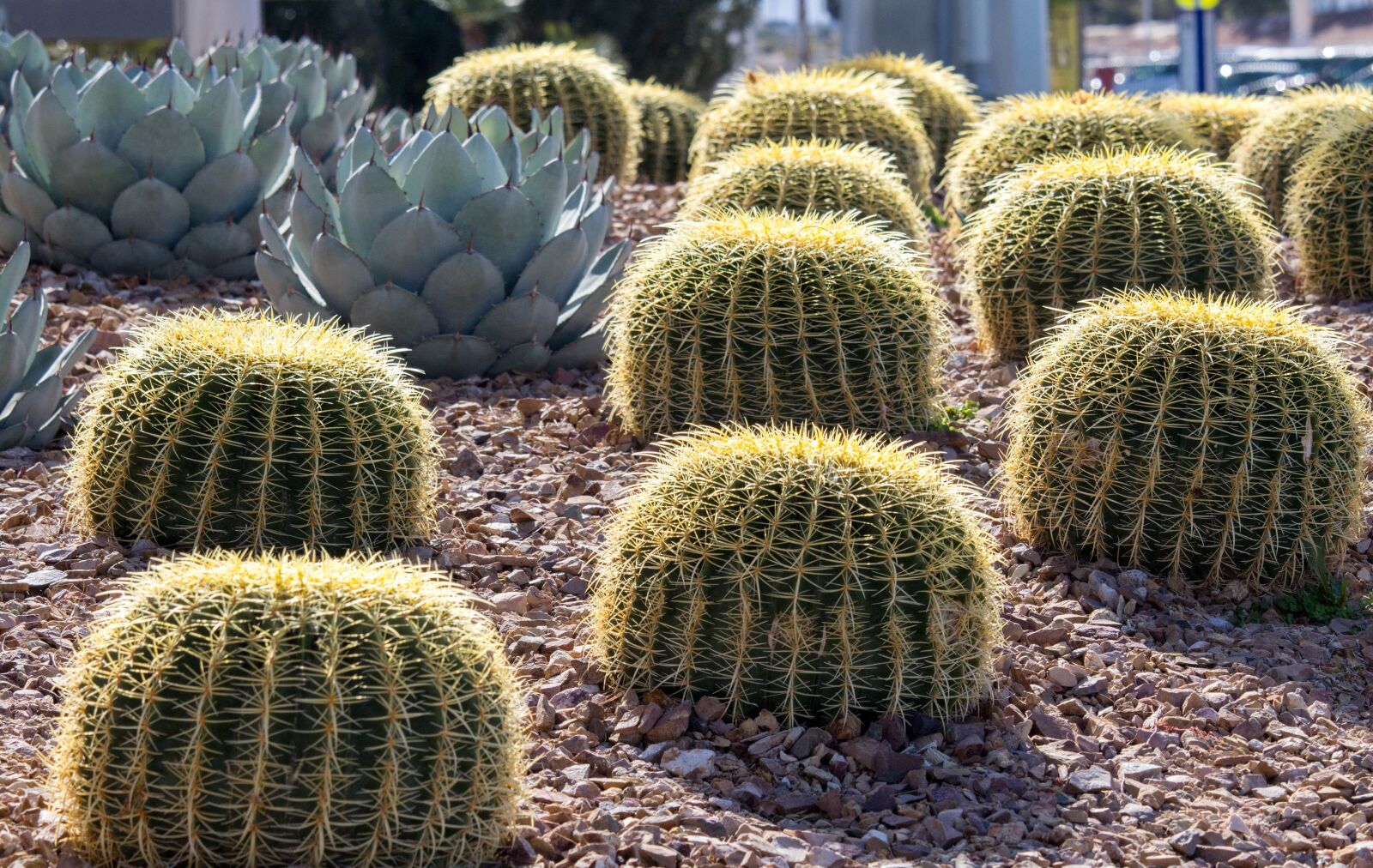 Canon EOS 700D (EOS Rebel T5i / EOS Kiss X7i) sample photo. Cactus, nature, succulent photography