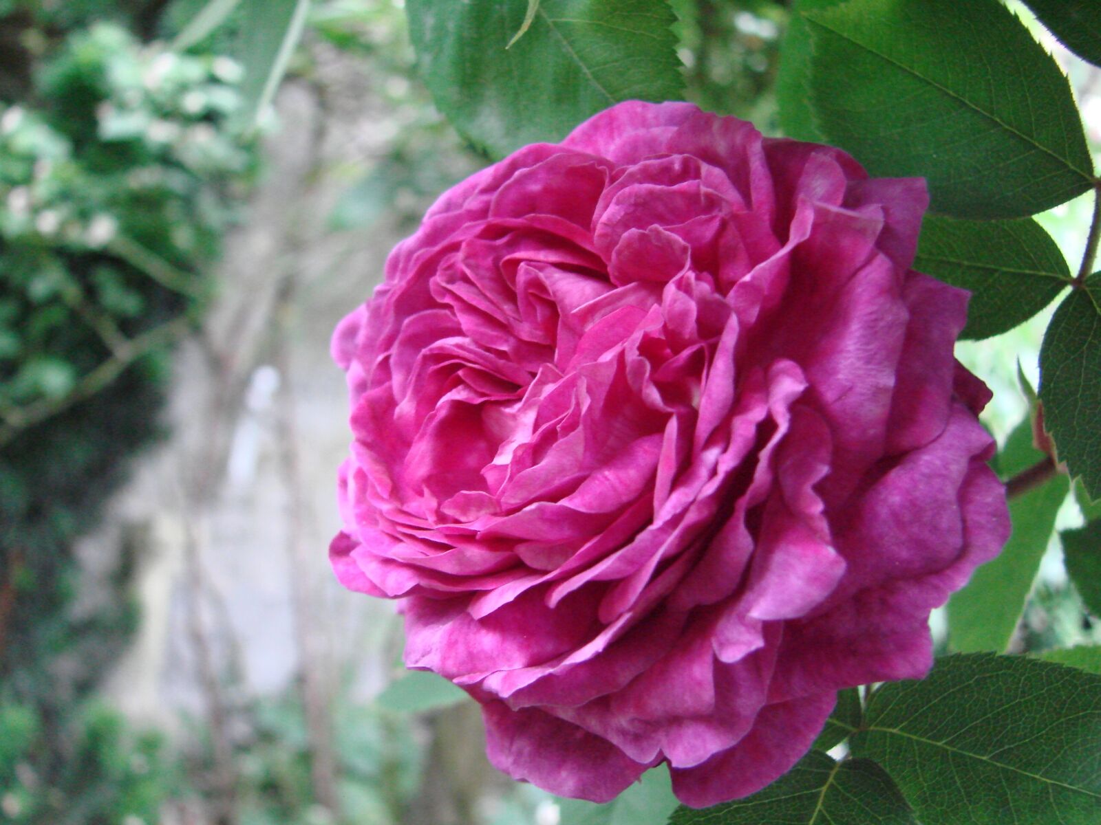 Sony DSC-H5 sample photo. Rose filled, flower, garden photography