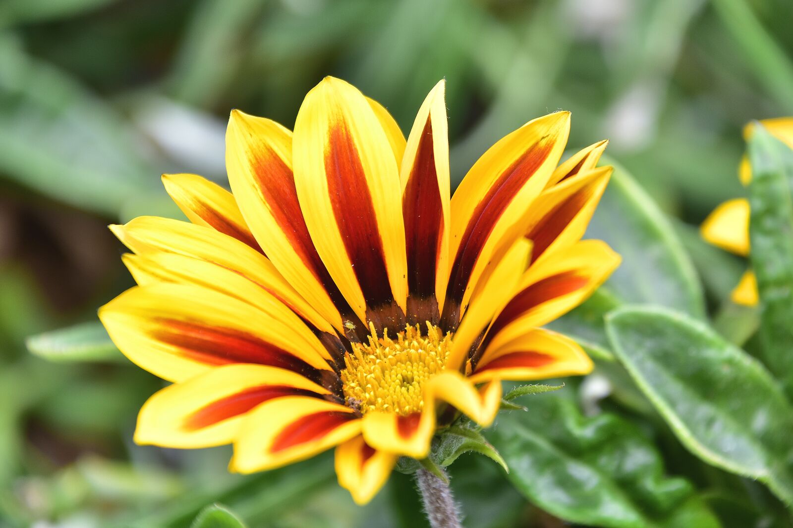 Nikon D7200 sample photo. Flora, garden, nature photography