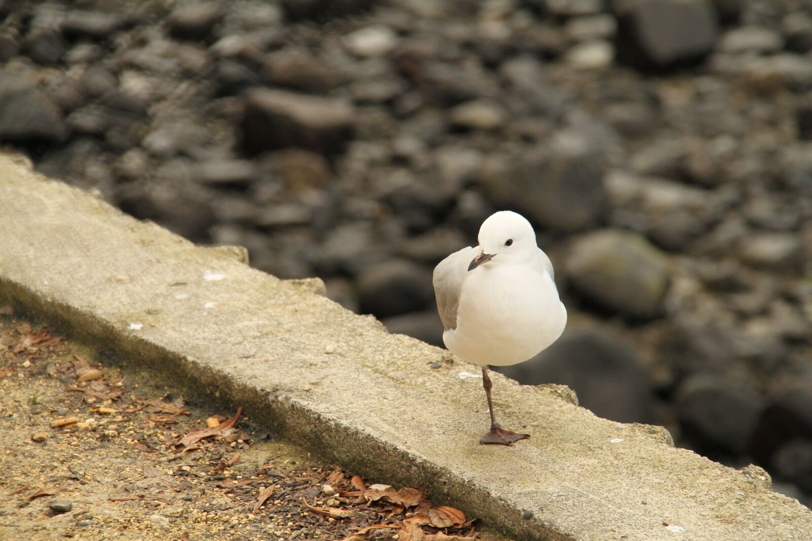Canon EOS 7D sample photo. New zealand, sea gull photography