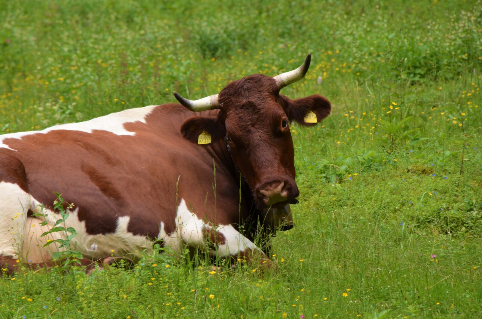 Nikon D5100 sample photo. Cows, pasture, meadow photography